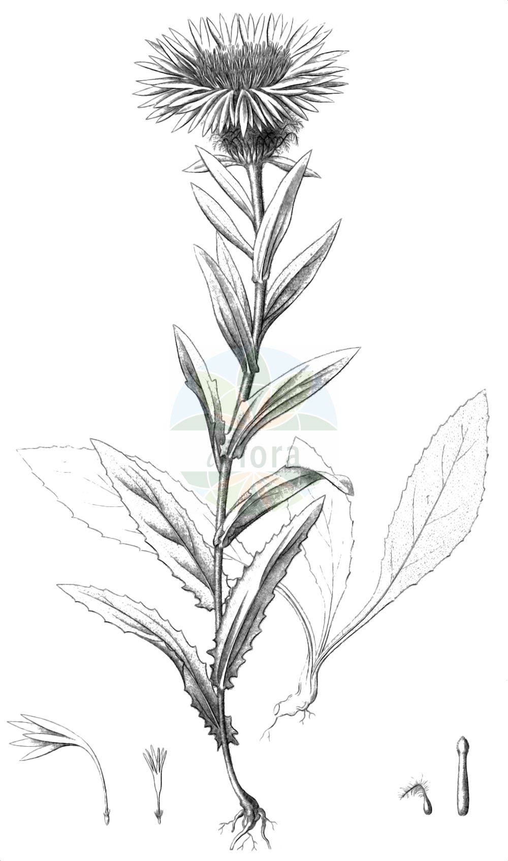 Historische Abbildung von Centaurea phrygia (Phrygische Flockenblume - Wig Knapweed). Das Bild zeigt Blatt, Bluete, Frucht und Same. ---- Historical Drawing of Centaurea phrygia (Phrygische Flockenblume - Wig Knapweed). The image is showing leaf, flower, fruit and seed.(Centaurea phrygia,Phrygische Flockenblume,Wig Knapweed,Centaurea austriaca,Centaurea conglomerata,Centaurea phrygia,Jacea phrygia,Jacea plumosa,Phrygische Flockenblume,Wig Knapweed,Centaurea,Flockenblume,Knapweed,Asteraceae,Korbblütengewächse,Daisy family,Blatt,Bluete,Frucht,Same,leaf,flower,fruit,seed,Reichenbach (1823-1832))