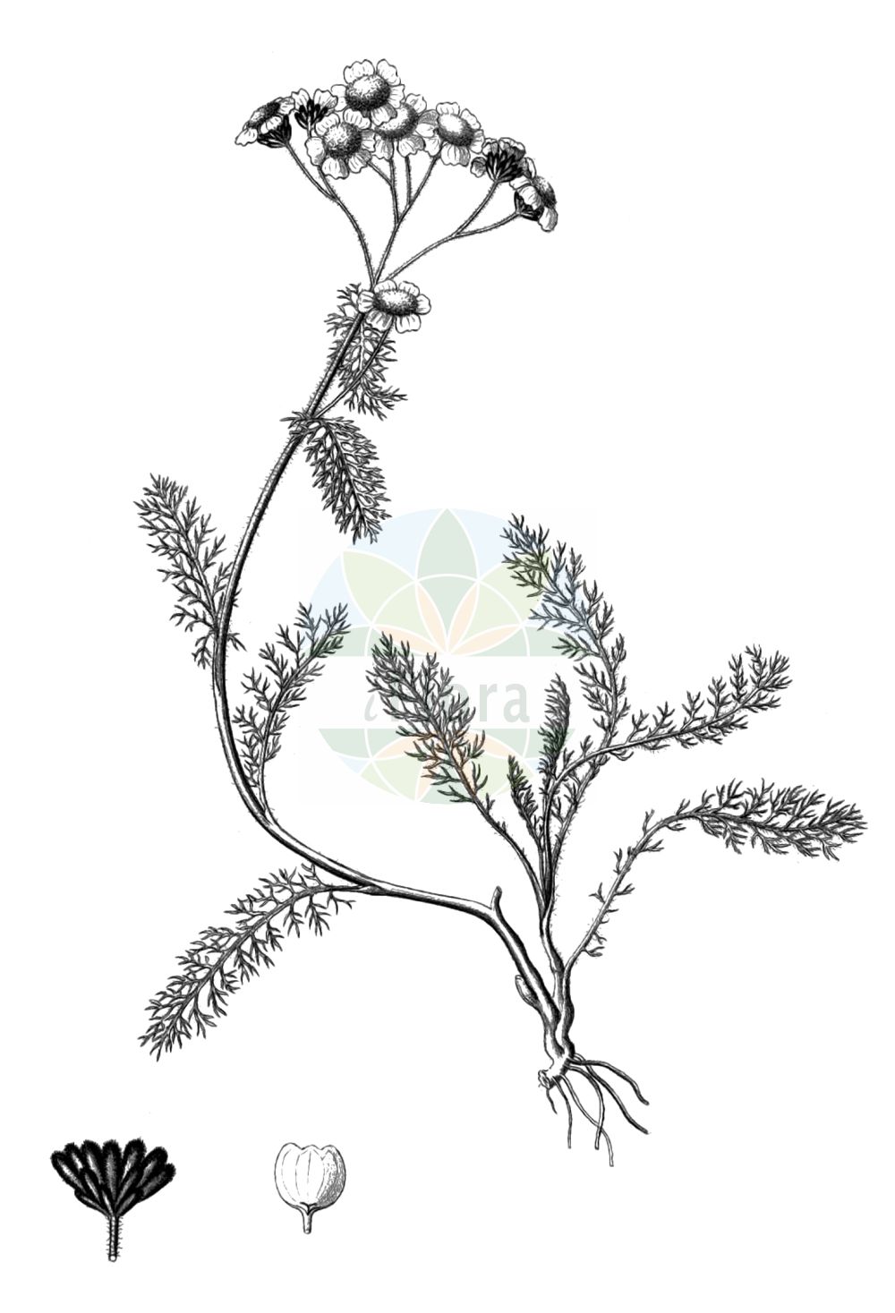Historische Abbildung von Achillea clusiana (Clusius-Schafgarbe). Das Bild zeigt Blatt, Bluete, Frucht und Same. ---- Historical Drawing of Achillea clusiana (Clusius-Schafgarbe). The image is showing leaf, flower, fruit and seed.(Achillea clusiana,Clusius-Schafgarbe,Achillea clusiana,Ptarmica clusiana,Clusius-Schafgarbe,Achillea,Schafgarbe,Yarrow,Asteraceae,Korbblütengewächse,Daisy family,Blatt,Bluete,Frucht,Same,leaf,flower,fruit,seed,Reichenbach (1823-1832))
