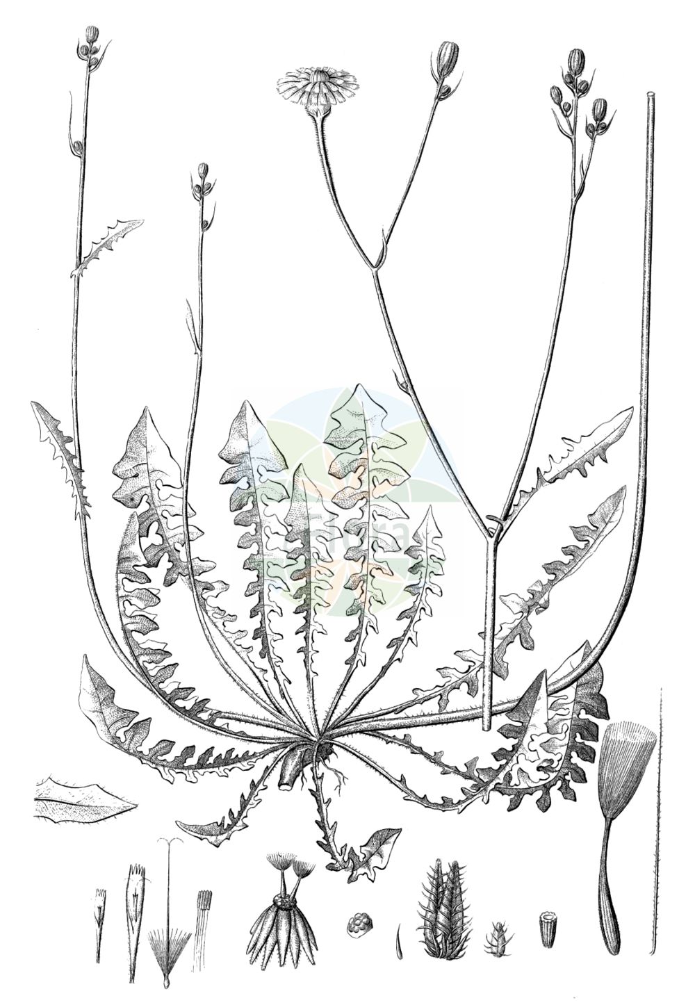 Historische Abbildung von Crepis vesicaria (Löwenzahnblättriger Pippau - Beaked Hawk's-beard). Das Bild zeigt Blatt, Bluete, Frucht und Same. ---- Historical Drawing of Crepis vesicaria (Löwenzahnblättriger Pippau - Beaked Hawk's-beard). The image is showing leaf, flower, fruit and seed.(Crepis vesicaria,Löwenzahnblättriger Pippau,Beaked Hawk's-beard,Crepis scariosa,Crepis taraxacoides,Crepis vesicaria,Loewenzahnblaettriger Pippau,Beaked Hawk's-beard,Striped Hawksbeard,Crepis,Pippau,Hawk's-beard,Asteraceae,Korbblütengewächse,Daisy family,Blatt,Bluete,Frucht,Same,leaf,flower,fruit,seed,Reichenbach (1823-1832))