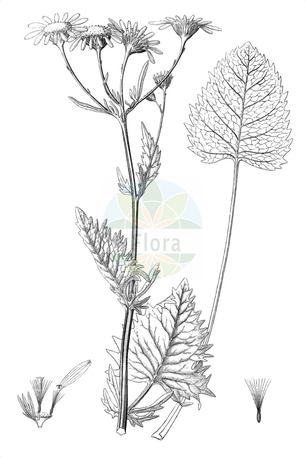 Historische Abbildung von Jacobaea alpina (Alpen-Greiskraut - Alpine Ragwort). Das Bild zeigt Blatt, Bluete, Frucht und Same. ---- Historical Drawing of Jacobaea alpina (Alpen-Greiskraut - Alpine Ragwort). The image is showing leaf, flower, fruit and seed.(Jacobaea alpina,Alpen-Greiskraut,Alpine Ragwort,Cineraria alpina,Cineraria cordifolia,Jacobaea alpina,Senecio alpinus,Senecio cordatus,Senecio cordifolius,Solidago alpina,Alpen-Greiskraut,Alpen-Kreuzkraut,Herz-Greiskraut,Alpine Ragwort,Jacobaea,Asteraceae,Korbblütengewächse,Daisy family,Blatt,Bluete,Frucht,Same,leaf,flower,fruit,seed,Reichenbach (1823-1832))