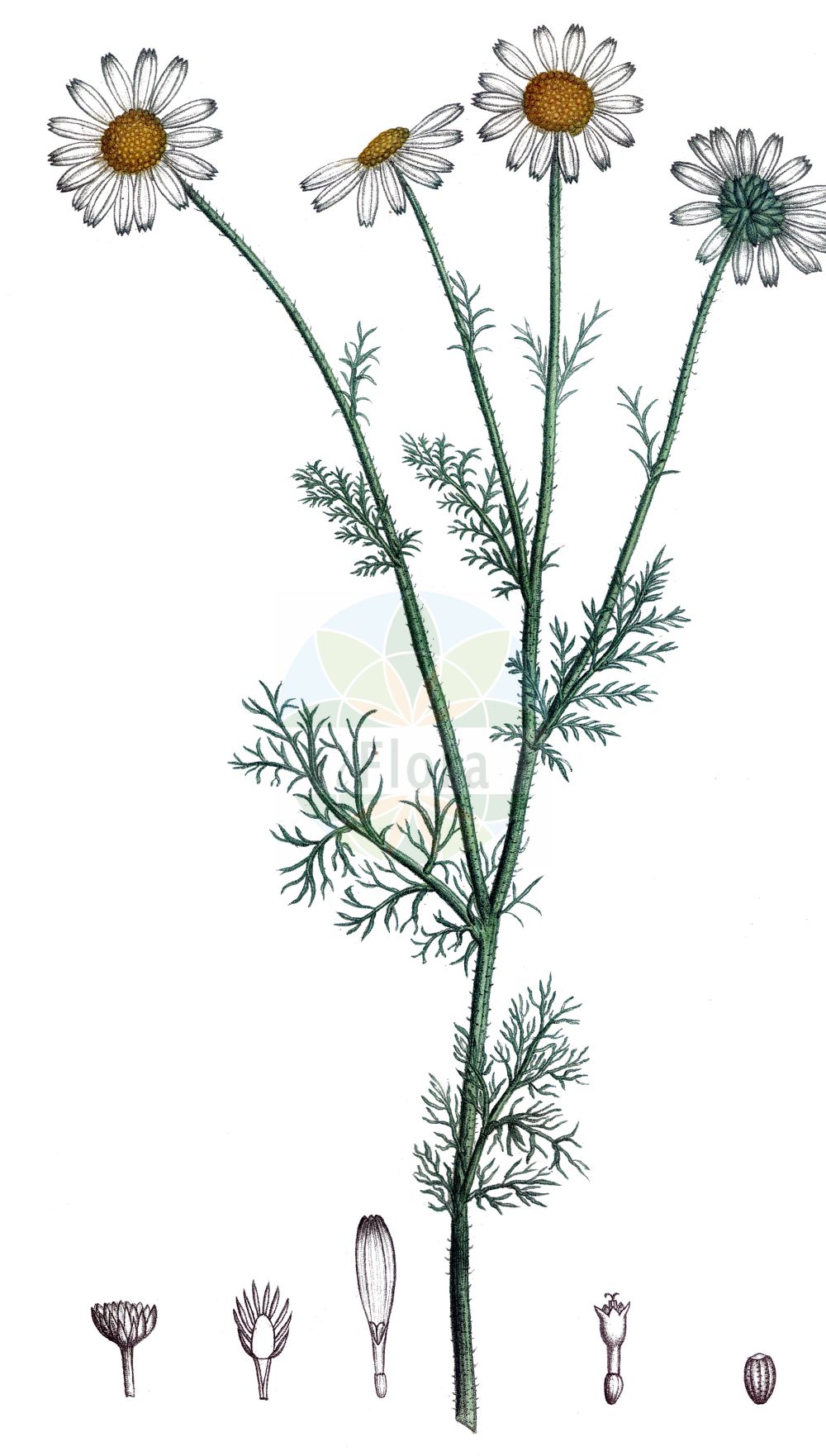 Historische Abbildung von Anthemis cotula (Stinkende Hundskamille - Stinking Chamomile). Das Bild zeigt Blatt, Bluete, Frucht und Same. ---- Historical Drawing of Anthemis cotula (Stinkende Hundskamille - Stinking Chamomile). The image is showing leaf, flower, fruit and seed.(Anthemis cotula,Stinkende Hundskamille,Stinking Chamomile,Anthemis cotula,Anthemis psorosperma,Anthemis ramosa,Maruta cotula,Stinkende Hundskamille,Stinking Chamomile,Dog Fennel,Dog's Chamomile,Fetid Mayweed,Mayweed Chamomile,Stinking Mayweed,Anthemis,Hundskamille,Chamomile,Asteraceae,Korbblütengewächse,Daisy family,Blatt,Bluete,Frucht,Same,leaf,flower,fruit,seed,de Saint-Hilaire (1824a))