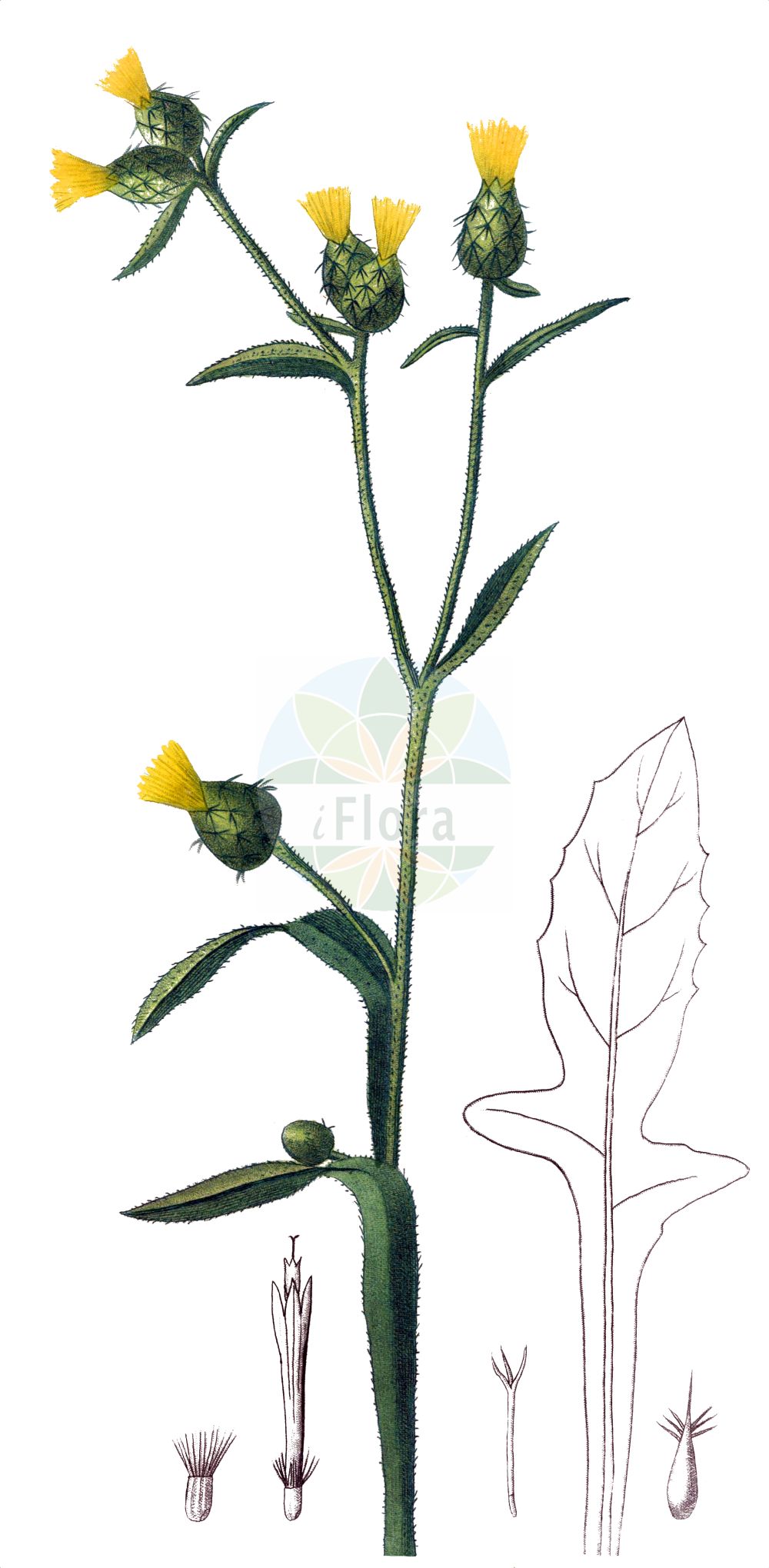Historische Abbildung von Centaurea melitensis. Das Bild zeigt Blatt, Bluete, Frucht und Same. ---- Historical Drawing of Centaurea melitensis. The image is showing leaf, flower, fruit and seed.(Centaurea melitensis,Calcitrapa melitensis,Centaurea melitensis,Centaurea,Flockenblume,Knapweed,Asteraceae,Korbblütengewächse,Daisy family,Blatt,Bluete,Frucht,Same,leaf,flower,fruit,seed,de Saint-Hilaire (1828-1833))