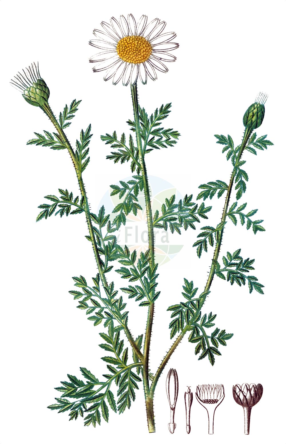 Historische Abbildung von Cota altissima. Das Bild zeigt Blatt, Bluete, Frucht und Same. ---- Historical Drawing of Cota altissima. The image is showing leaf, flower, fruit and seed.(Cota altissima,Anthemis altissima,Anthemis cota,Cota altissima,Cota,Asteraceae,Korbblütengewächse,Daisy family,Blatt,Bluete,Frucht,Same,leaf,flower,fruit,seed,de Saint-Hilaire (1828-1833))