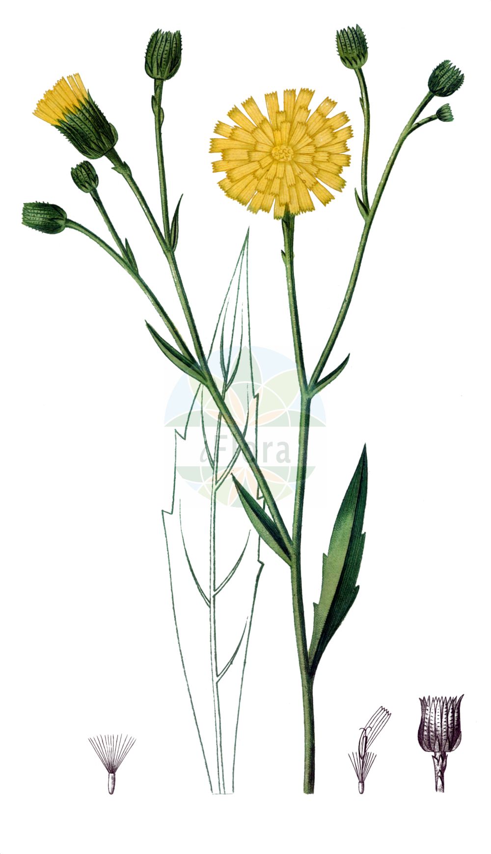 Historische Abbildung von Hieracium glaucum (Blaugrünes Habichtskraut - Blue-green Hawkweed). Das Bild zeigt Blatt, Bluete, Frucht und Same. ---- Historical Drawing of Hieracium glaucum (Blaugrünes Habichtskraut - Blue-green Hawkweed). The image is showing leaf, flower, fruit and seed.(Hieracium glaucum,Blaugrünes Habichtskraut,Blue-green Hawkweed,Hieracium allionii,Hieracium glaucum,Hieracium politum,Blaugruenes Habichtskraut,Blue-green Hawkweed,Hieracium,Habichtskraut,Hawkweeds,Asteraceae,Korbblütengewächse,Daisy family,Blatt,Bluete,Frucht,Same,leaf,flower,fruit,seed,de Saint-Hilaire (1828-1833))