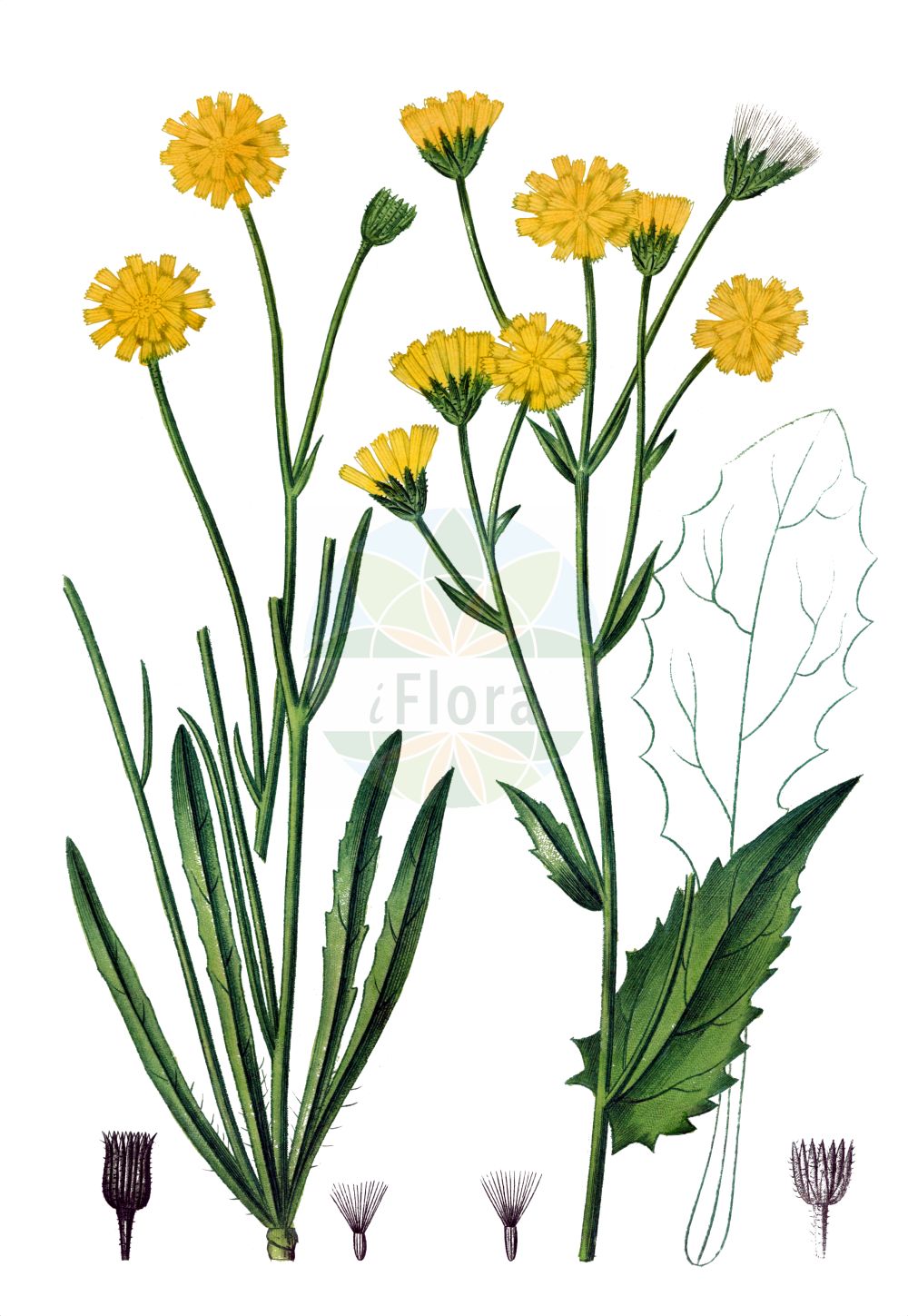Historische Abbildung von Hieracium porrifolium. Das Bild zeigt Blatt, Bluete, Frucht und Same. ---- Historical Drawing of Hieracium porrifolium. The image is showing leaf, flower, fruit and seed.(Hieracium porrifolium,Hieracium farinosum,Hieracium porrifolium,Hieracium,Habichtskraut,Hawkweeds,Asteraceae,Korbblütengewächse,Daisy family,Blatt,Bluete,Frucht,Same,leaf,flower,fruit,seed,de Saint-Hilaire (1828-1833))