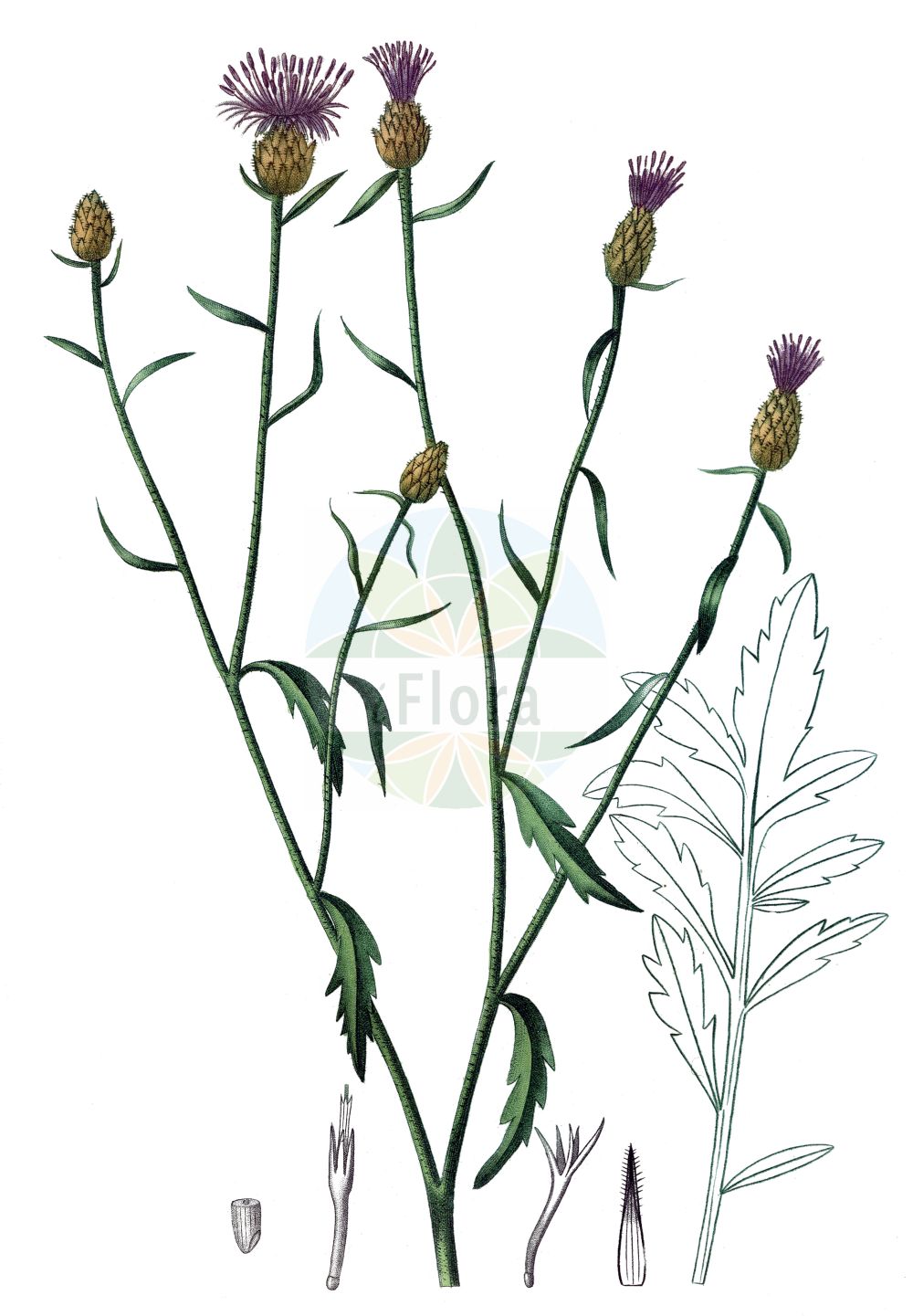 Historische Abbildung von Centaurea paniculata. Das Bild zeigt Blatt, Bluete, Frucht und Same. ---- Historical Drawing of Centaurea paniculata. The image is showing leaf, flower, fruit and seed.(Centaurea paniculata,Acosta paniculata,Centaurea gallica,Centaurea paniculata,Centaurea paniculata subsp. pallidula,Centaurea,Flockenblume,Knapweed,Asteraceae,Korbblütengewächse,Daisy family,Blatt,Bluete,Frucht,Same,leaf,flower,fruit,seed,de Saint-Hilaire (1828-1833))