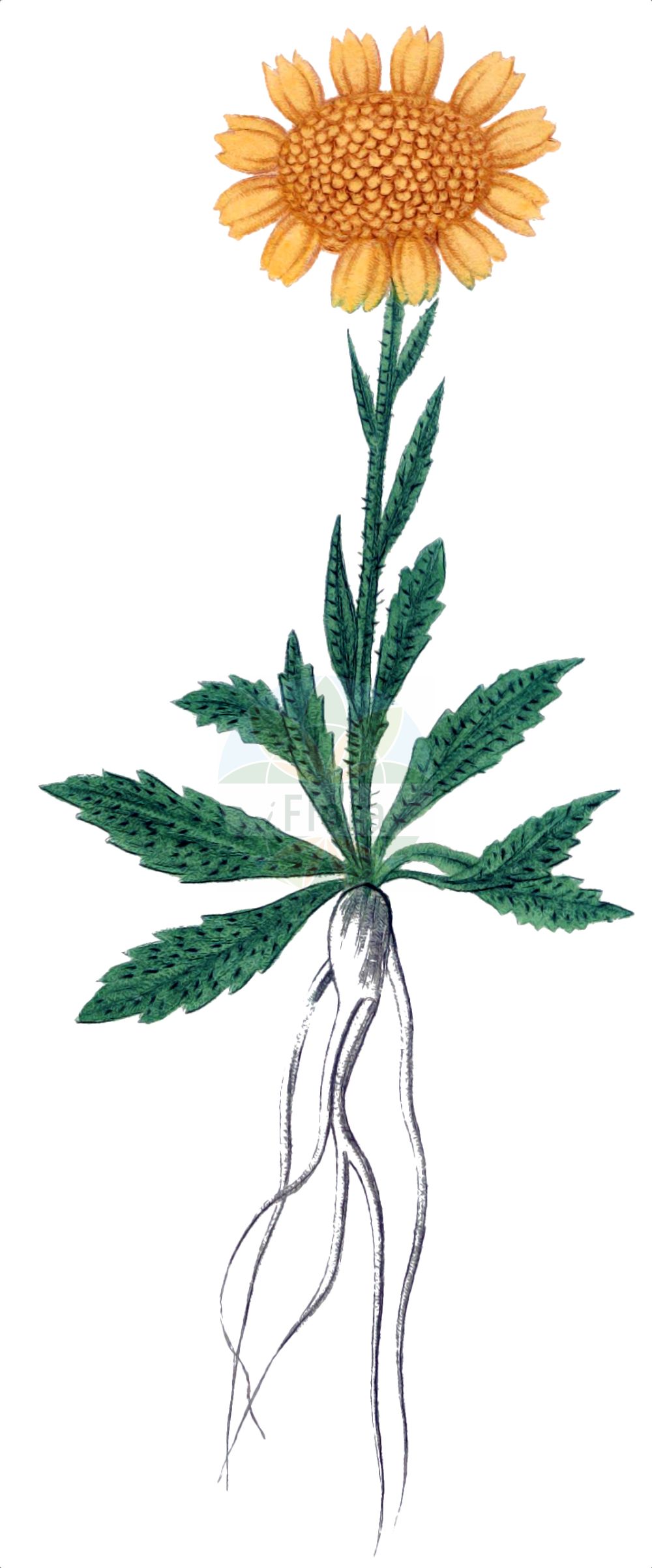 Historische Abbildung von Jacobaea uniflora. Das Bild zeigt Blatt, Bluete, Frucht und Same. ---- Historical Drawing of Jacobaea uniflora. The image is showing leaf, flower, fruit and seed.(Jacobaea uniflora,Jacobaea uniflora,Senecio chabertii,Senecio halleri,Senecio uniflorus,Solidago uniflora,Jacobaea,Asteraceae,Korbblütengewächse,Daisy family,Blatt,Bluete,Frucht,Same,leaf,flower,fruit,seed,de Saint-Hilaire (1828-1833))