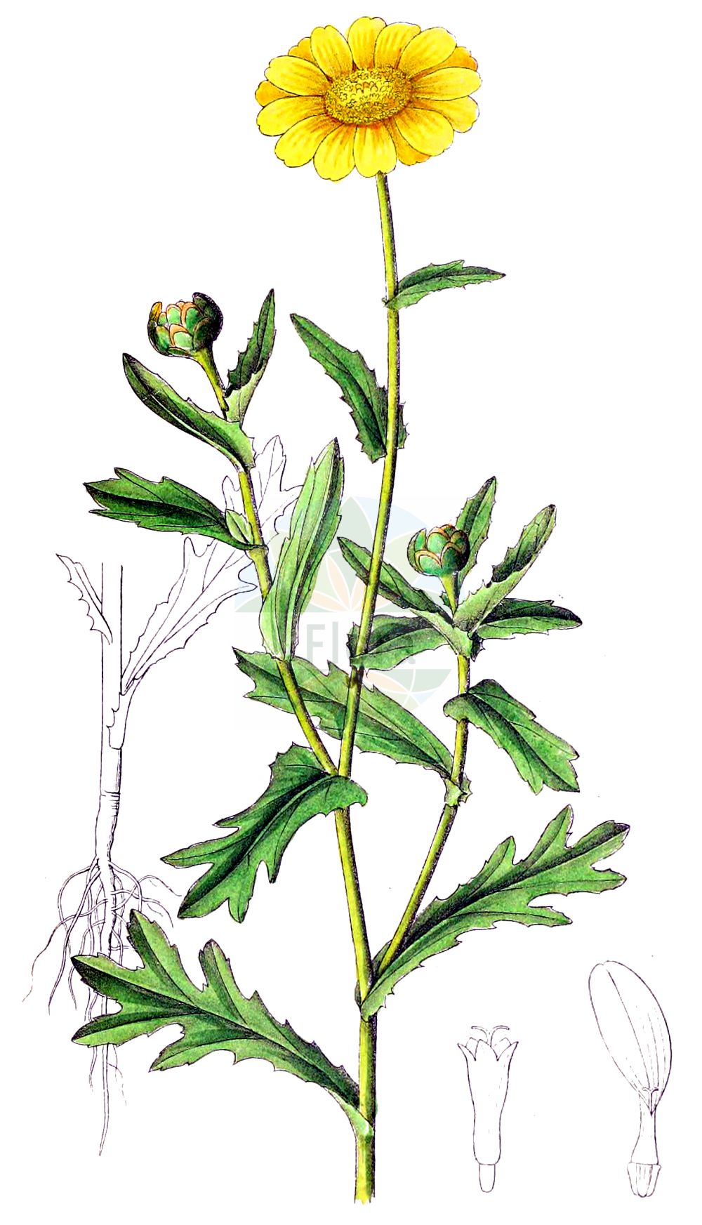 Historische Abbildung von Glebionis segetum (Saat-Wucherblume - Corn Marigold). Das Bild zeigt Blatt, Bluete, Frucht und Same. ---- Historical Drawing of Glebionis segetum (Saat-Wucherblume - Corn Marigold). The image is showing leaf, flower, fruit and seed.(Glebionis segetum,Saat-Wucherblume,Corn Marigold,Chrysanthemum holophyllum,Chrysanthemum segetum,Chrysanthemum umbrosum,Glebionis segetum,Pyrethrum umbrosum,Xanthophthalmum segetum,Saat-Wucherblume,Corn Marigold,Corndaisy,Yellow Ox-eye Marigold,Glebionis,Wucherblume,Asteraceae,Korbblütengewächse,Daisy family,Blatt,Bluete,Frucht,Same,leaf,flower,fruit,seed,Dietrich (1833-1844))