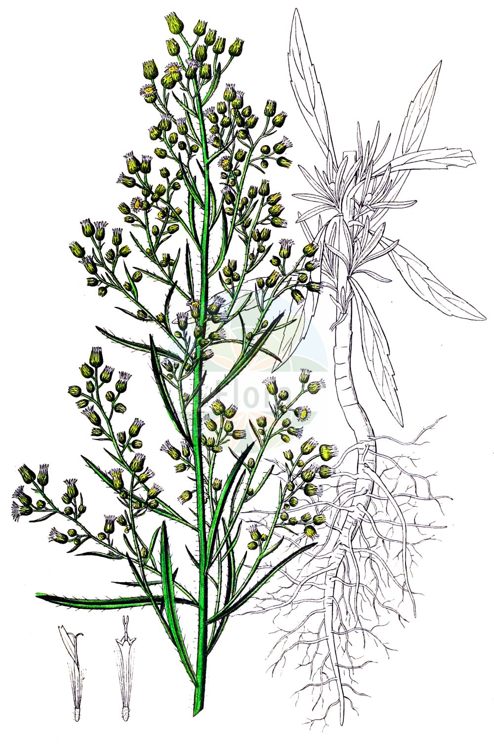 Historische Abbildung von Erigeron canadensis (Kanadisches Berufkraut - Canadian Fleabane). Das Bild zeigt Blatt, Bluete, Frucht und Same. ---- Historical Drawing of Erigeron canadensis (Kanadisches Berufkraut - Canadian Fleabane). The image is showing leaf, flower, fruit and seed.(Erigeron canadensis,Kanadisches Berufkraut,Canadian Fleabane,Conyza canadensis,Erigeron canadensis,Erigeron setifer,Trimorpha canadensis,Kanadisches Berufkraut,Gewoehnliches Kanadaberufkraut,Canadian Fleabane,Horseweed Fleabane,Butterweed,Canadian Horseweed,Canada Horseweed,Hogweed,Horseweed,Mare's-tail,Erigeron,Berufkraut,Fleabane,Asteraceae,Korbblütengewächse,Daisy family,Blatt,Bluete,Frucht,Same,leaf,flower,fruit,seed,Dietrich (1833-1844))
