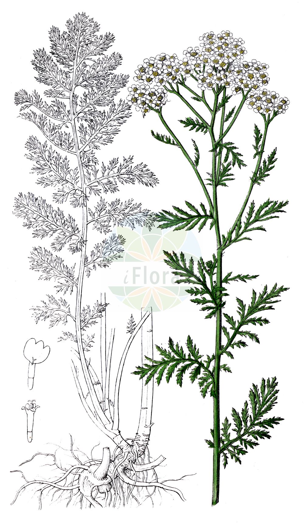 Historische Abbildung von Achillea nobilis (Edle Schafgarbe - Noble Yarrow). Das Bild zeigt Blatt, Bluete, Frucht und Same. ---- Historical Drawing of Achillea nobilis (Edle Schafgarbe - Noble Yarrow). The image is showing leaf, flower, fruit and seed.(Achillea nobilis,Edle Schafgarbe,Noble Yarrow,Achillea nobilis,Edle Schafgarbe,Noble Yarrow,Graceful Yarrow,Achillea,Schafgarbe,Yarrow,Asteraceae,Korbblütengewächse,Daisy family,Blatt,Bluete,Frucht,Same,leaf,flower,fruit,seed,Dietrich (1833-1844))