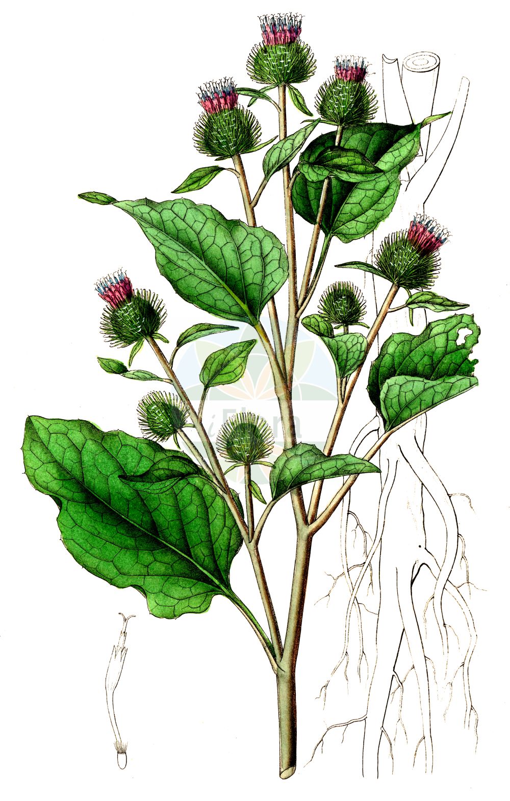Historische Abbildung von Arctium minus (Kleine Klette - Lesser Burdock). Das Bild zeigt Blatt, Bluete, Frucht und Same. ---- Historical Drawing of Arctium minus (Kleine Klette - Lesser Burdock). The image is showing leaf, flower, fruit and seed.(Arctium minus,Kleine Klette,Lesser Burdock,Arctium chabertii,Arctium melanoceps,Arctium minus,Arctium pubens,Lappa chabertii,Lappa minor,Lappa pubens,Kleine Klette,Lesser Burdock,Common Burdock,Cuckoo-button,Woolly Burdock,Arctium,Klette,Burdock,Asteraceae,Korbblütengewächse,Daisy family,Blatt,Bluete,Frucht,Same,leaf,flower,fruit,seed,Dietrich (1833-1844))