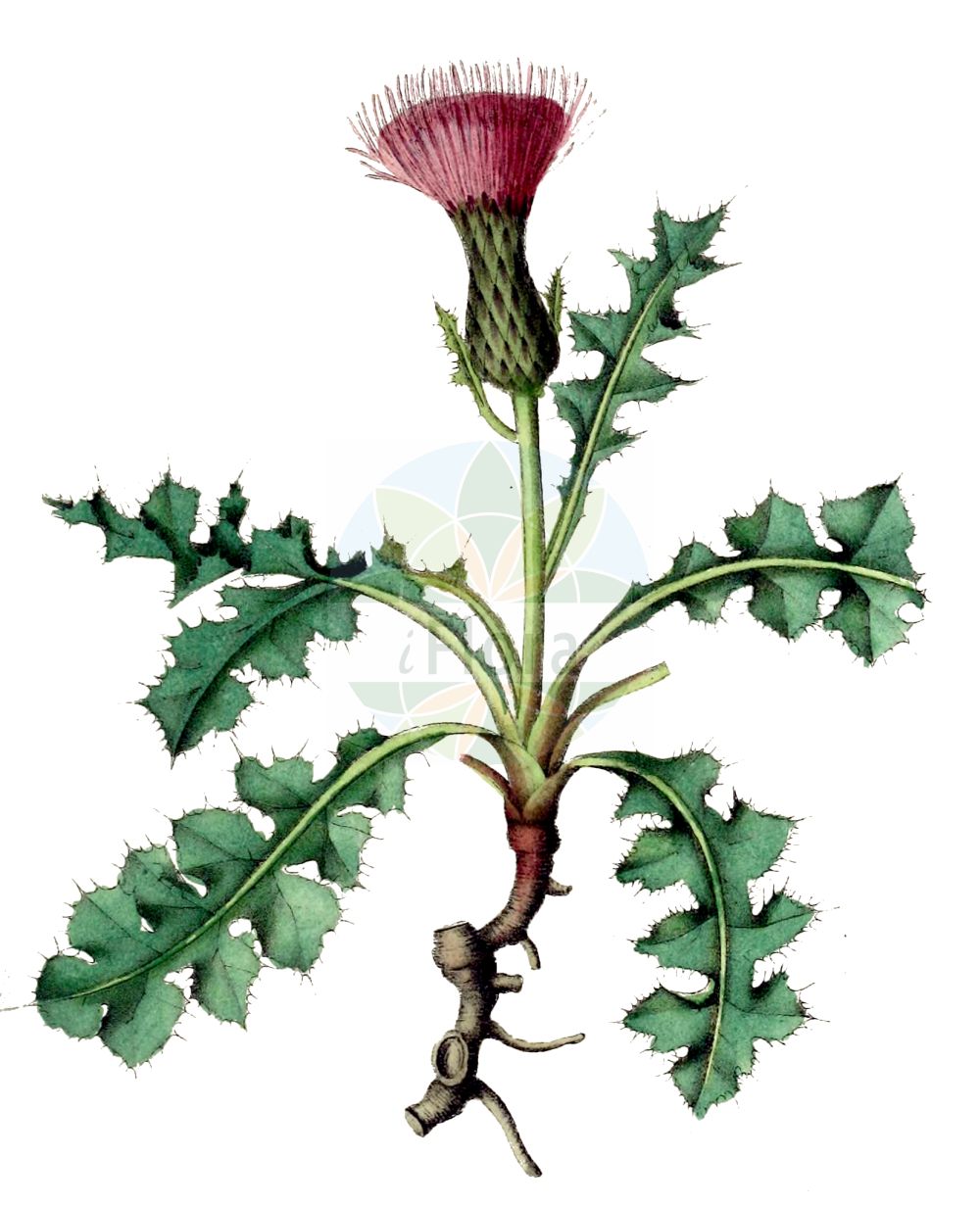 Historische Abbildung von Cirsium acaulon (Stängellose Kratzdistel - Dwarf Thistle). Das Bild zeigt Blatt, Bluete, Frucht und Same. ---- Historical Drawing of Cirsium acaulon (Stängellose Kratzdistel - Dwarf Thistle). The image is showing leaf, flower, fruit and seed.(Cirsium acaulon,Stängellose Kratzdistel,Dwarf Thistle,Carduus acaulos,Cirsium acaulon,Cnicus acaulos,Cnicus dubius,Staengellose Kratzdistel,Stengellose Kratzdistel,Dwarf Thistle,Pod Thistle,Stemless Thistle,Cirsium,Kratzdistel,Thistle,Asteraceae,Korbblütengewächse,Daisy family,Blatt,Bluete,Frucht,Same,leaf,flower,fruit,seed,Dietrich (1833-1844))