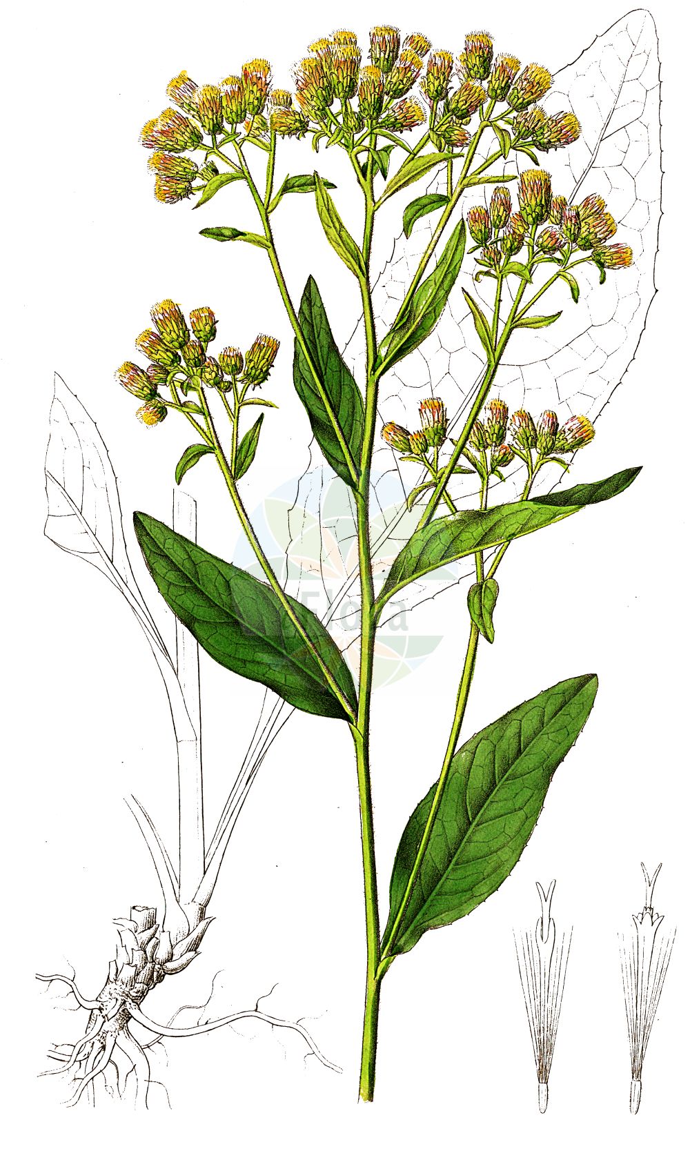 Historische Abbildung von Inula conyzae (Dürrwurz - Ploughman's-spikenard). Das Bild zeigt Blatt, Bluete, Frucht und Same. ---- Historical Drawing of Inula conyzae (Dürrwurz - Ploughman's-spikenard). The image is showing leaf, flower, fruit and seed.(Inula conyzae,Dürrwurz,Ploughman's-spikenard,Aster conyzae,Conyza squarrosa,Conyza vulgaris,Inula conyzae,Inula vulgaris,Jacobaea conzyae,Duerrwurz,Duerrwurz-Alant,Sparriger Alant,Ploughman's-spikenard,Inula,Alant,Yellowhead,Asteraceae,Korbblütengewächse,Daisy family,Blatt,Bluete,Frucht,Same,leaf,flower,fruit,seed,Dietrich (1833-1844))