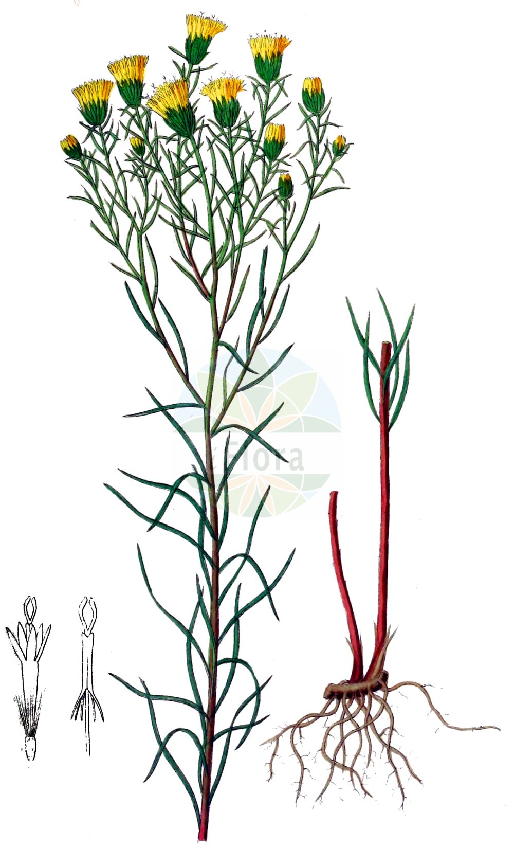 Historische Abbildung von Galatella linosyris (Gold-Aster - Goldilocks Aster). Das Bild zeigt Blatt, Bluete, Frucht und Same. ---- Historical Drawing of Galatella linosyris (Gold-Aster - Goldilocks Aster). The image is showing leaf, flower, fruit and seed.(Galatella linosyris,Gold-Aster,Goldilocks Aster,Aster liburnicus,Aster savii,Chrysocoma liburnica,Chrysocoma linosyris,Chrysocoma palustris,Crinitaria linosyris,Crinitina linosyris,Galatella linosyris,Linosyris vulgaris,Gold-Aster,Goldschopf,Goldschopf-Aster,Goldilocks Aster,European Goldilocks,Goldilocks,Galatella,Aster,Asteraceae,Korbblütengewächse,Daisy family,Blatt,Bluete,Frucht,Same,leaf,flower,fruit,seed,Dietrich (1833-1844))