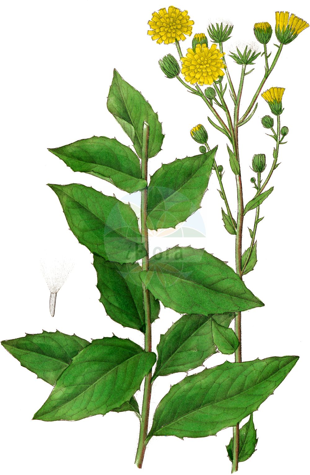 Historische Abbildung von Hieracium sabaudum (Savoyer Habichtskraut - Savoy Hawkweed). Das Bild zeigt Blatt, Bluete, Frucht und Same. ---- Historical Drawing of Hieracium sabaudum (Savoyer Habichtskraut - Savoy Hawkweed). The image is showing leaf, flower, fruit and seed.(Hieracium sabaudum,Savoyer Habichtskraut,Savoy Hawkweed,Hieracium autumnale,Hieracium bladonii,Hieracium melanocalathium,Hieracium platyphyllum,Hieracium sabaudum,Hieracium silvestre,Hieracium valdefoliosum,Savoyer Habichtskraut,Savoy Hawkweed,Hieracium,Habichtskraut,Hawkweeds,Asteraceae,Korbblütengewächse,Daisy family,Blatt,Bluete,Frucht,Same,leaf,flower,fruit,seed,Dietrich (1833-1844))