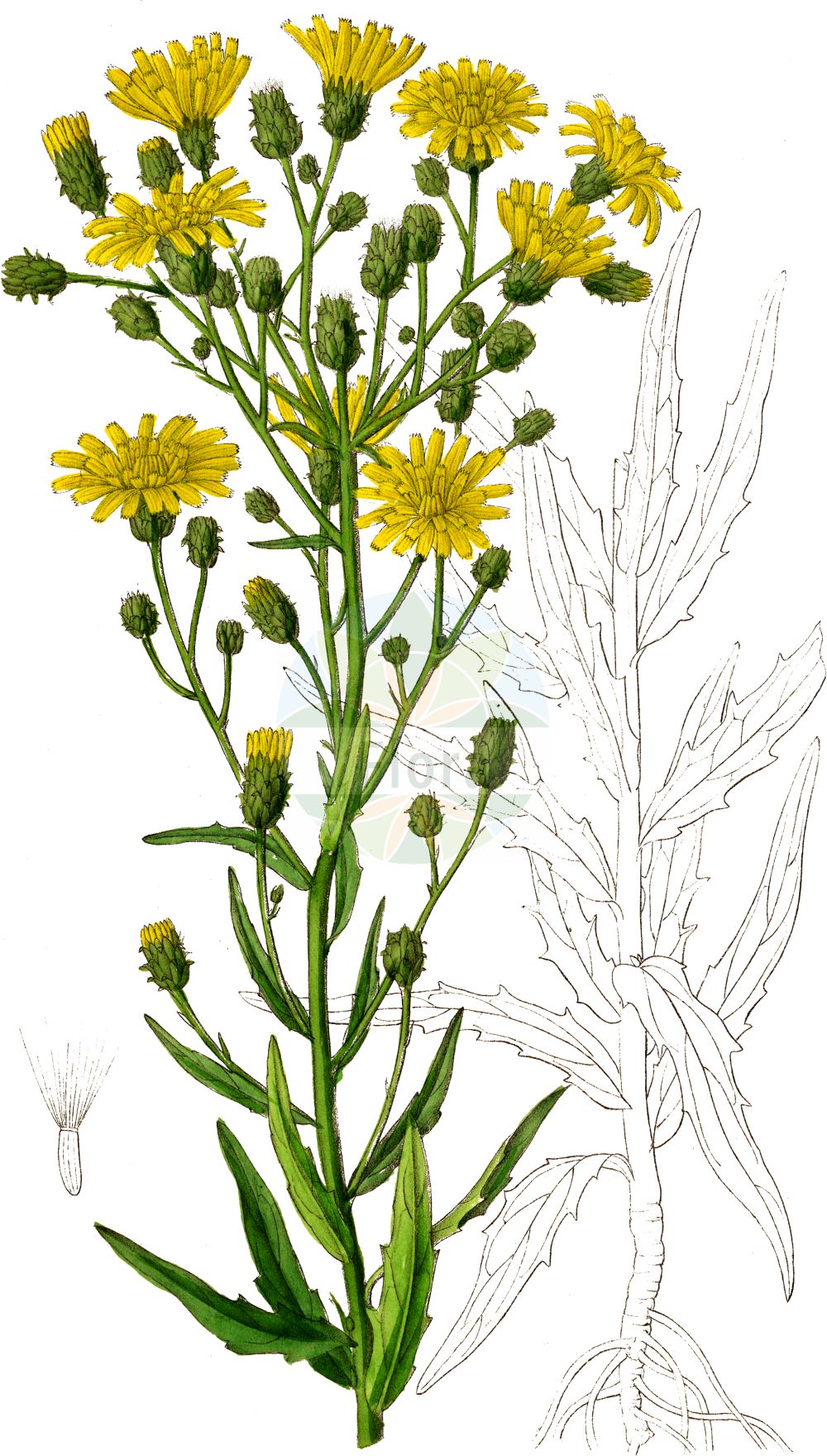 Historische Abbildung von Hieracium umbellatum (Doldiges Habichtskraut - Umbellate Hawkweed). Das Bild zeigt Blatt, Bluete, Frucht und Same. ---- Historical Drawing of Hieracium umbellatum (Doldiges Habichtskraut - Umbellate Hawkweed). The image is showing leaf, flower, fruit and seed.(Hieracium umbellatum,Doldiges Habichtskraut,Umbellate Hawkweed,Hieracium coronopifolium,Hieracium dunale,Hieracium hispidum,Hieracium lactaris,Hieracium largum,Hieracium monticola,Hieracium pervagum,Hieracium salicifolium,Hieracium serotinum,Hieracium umbellatum,Hieracium umbellatum subsp. sublittorale,,Doldiges Habichtskraut,Umbellate Hawkweed,Hieracium,Habichtskraut,Hawkweeds,Asteraceae,Korbblütengewächse,Daisy family,Blatt,Bluete,Frucht,Same,leaf,flower,fruit,seed,Dietrich (1833-1844))