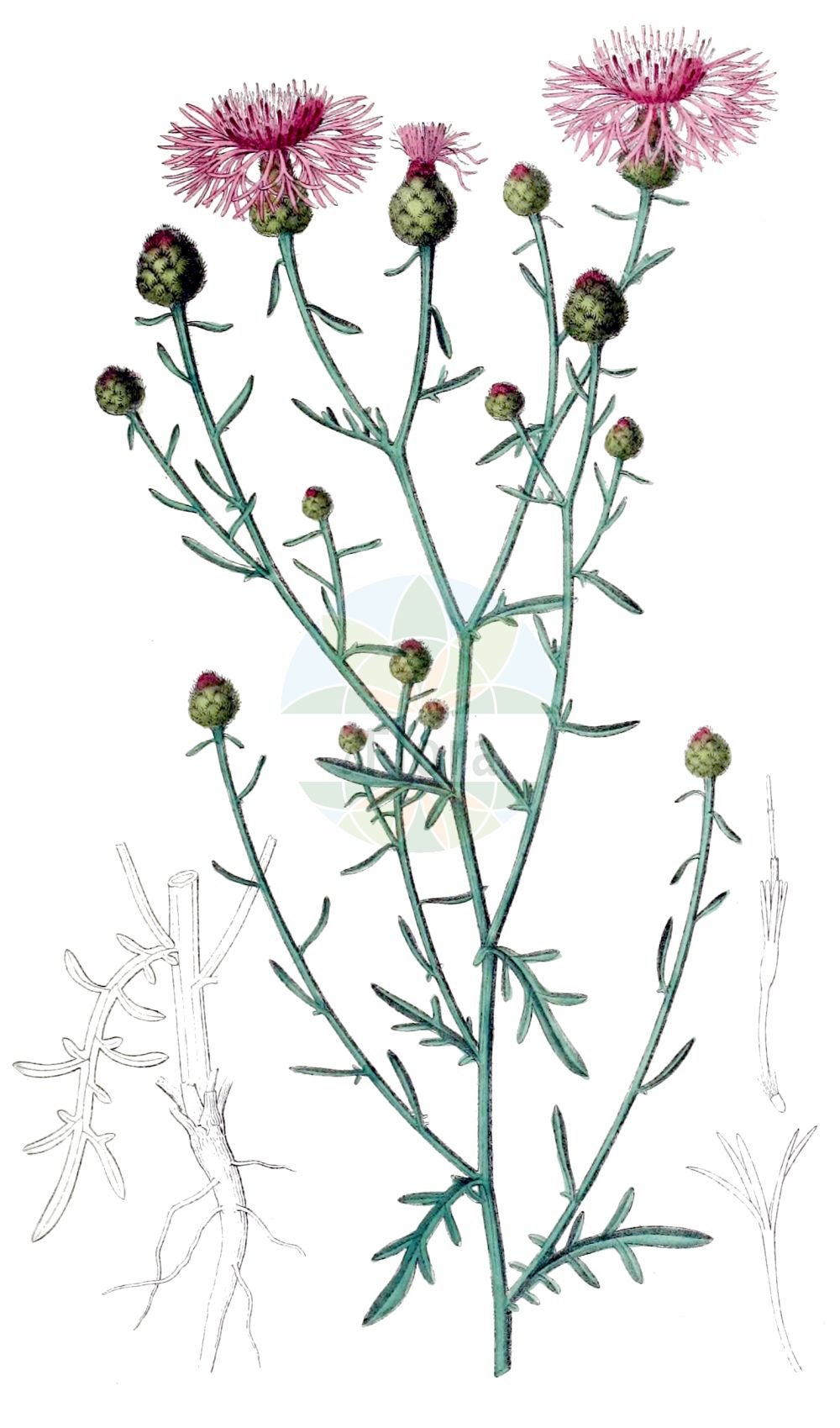 Historische Abbildung von Centaurea paniculata. Das Bild zeigt Blatt, Bluete, Frucht und Same. ---- Historical Drawing of Centaurea paniculata. The image is showing leaf, flower, fruit and seed.(Centaurea paniculata,Acosta paniculata,Centaurea gallica,Centaurea paniculata,Centaurea paniculata subsp. pallidula,Centaurea,Flockenblume,Knapweed,Asteraceae,Korbblütengewächse,Daisy family,Blatt,Bluete,Frucht,Same,leaf,flower,fruit,seed,Dietrich (1833-1844))