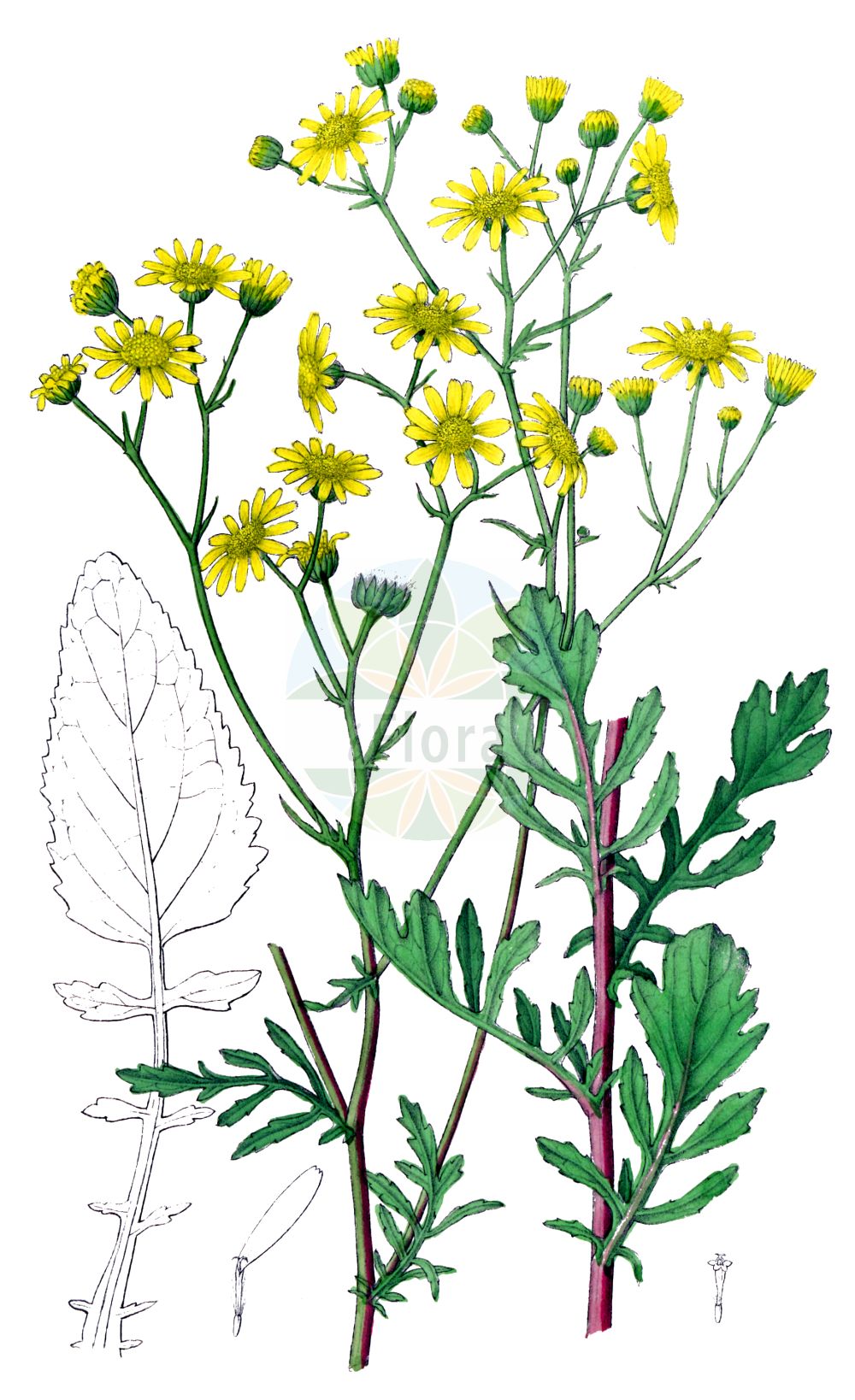 Historische Abbildung von Jacobaea erratica (Spreizendes Wasser-Greiskraut - Marsh Ragwort). Das Bild zeigt Blatt, Bluete, Frucht und Same. ---- Historical Drawing of Jacobaea erratica (Spreizendes Wasser-Greiskraut - Marsh Ragwort). The image is showing leaf, flower, fruit and seed.(Jacobaea erratica,Spreizendes Wasser-Greiskraut,Marsh Ragwort,Jacobaea erratica,Senecio barbareifolius,Senecio erraticus,Senecio jacobaea subsp. erraticus,Spreizendes Wasser-Greiskraut,Marsh Ragwort,Jacobaea,Asteraceae,Korbblütengewächse,Daisy family,Blatt,Bluete,Frucht,Same,leaf,flower,fruit,seed,Dietrich (1833-1844))