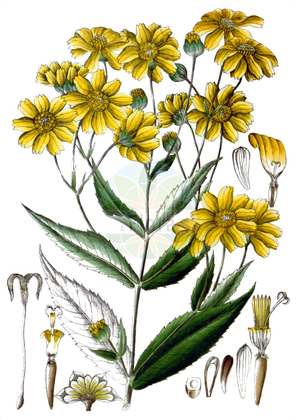 Historische Abbildung von Guizotia abyssinica (Niger). Das Bild zeigt Blatt, Bluete, Frucht und Same. ---- Historical Drawing of Guizotia abyssinica (Niger). The image is showing leaf, flower, fruit and seed.(Guizotia abyssinica,Niger,Guizotia abyssinica,Guizotia oleifera,Polymnia abyssinica,Ramtilla oleifera,Verbesina sativa,Guizotia,Asteraceae,Korbblütengewächse,Daisy family,Blatt,Bluete,Frucht,Same,leaf,flower,fruit,seed,Wight (1840-1850))