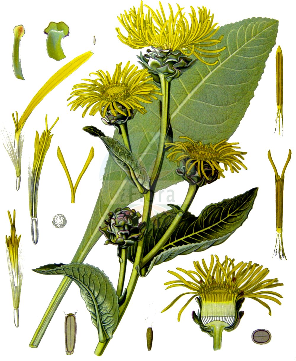 Historische Abbildung von Inula helenium (Echter Alant - Elecampane). Das Bild zeigt Blatt, Bluete, Frucht und Same. ---- Historical Drawing of Inula helenium (Echter Alant - Elecampane). The image is showing leaf, flower, fruit and seed.(Inula helenium,Echter Alant,Elecampane,Inula helenium,Echter Alant,Elecampane,Elecampane Inula,Elf-dock,Horse-heal,Scabwort,Inula,Alant,Yellowhead,Asteraceae,Korbblütengewächse,Daisy family,Blatt,Bluete,Frucht,Same,leaf,flower,fruit,seed,Koehler (1883-1898))