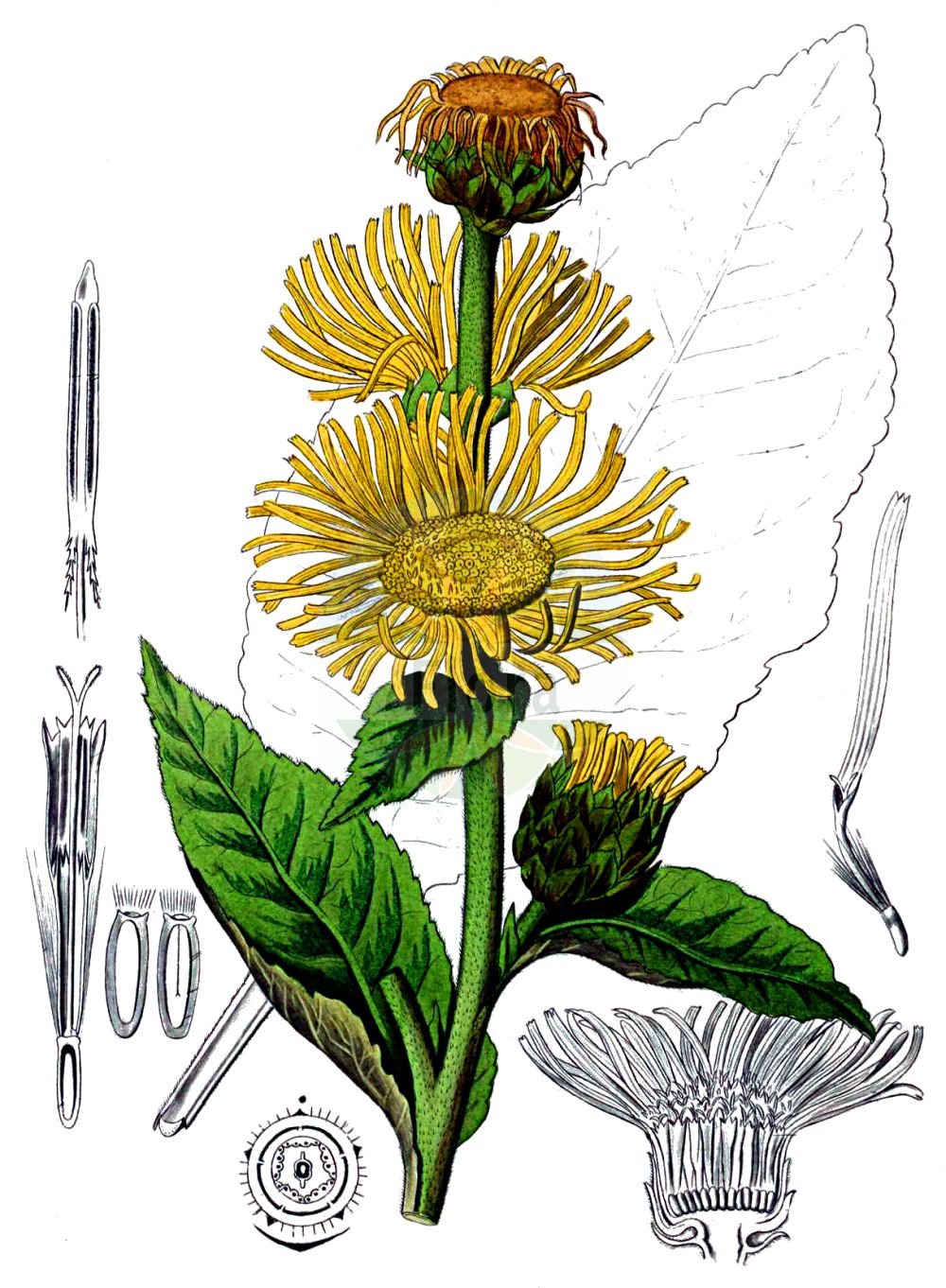 Historische Abbildung von Inula helenium (Echter Alant - Elecampane). Das Bild zeigt Blatt, Bluete, Frucht und Same. ---- Historical Drawing of Inula helenium (Echter Alant - Elecampane). The image is showing leaf, flower, fruit and seed.(Inula helenium,Echter Alant,Elecampane,Inula helenium,Echter Alant,Elecampane,Elecampane Inula,Elf-dock,Horse-heal,Scabwort,Inula,Alant,Yellowhead,Asteraceae,Korbblütengewächse,Daisy family,Blatt,Bluete,Frucht,Same,leaf,flower,fruit,seed,Kohl (1891-1895))