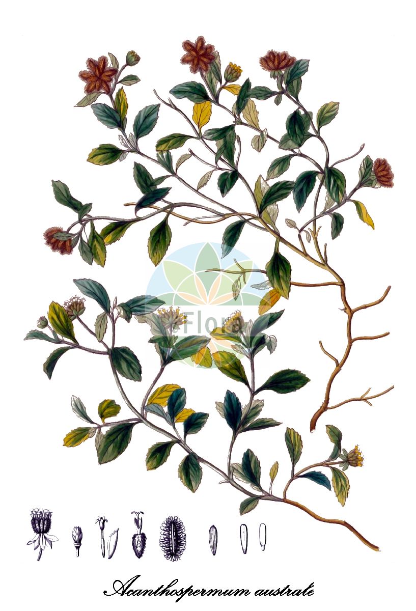 Historische Abbildung von Acanthospermum australe. Das Bild zeigt Blatt, Bluete, Frucht und Same. ---- Historical Drawing of Acanthospermum australe. The image is showing leaf, flower, fruit and seed.(Acanthospermum australe,Acanthospermum,Asteraceae,Korbblütengewächse,Daisy family,Blatt,Bluete,Frucht,Same,leaf,flower,fruit,seed,von Humboldt et al. (1816-1825))