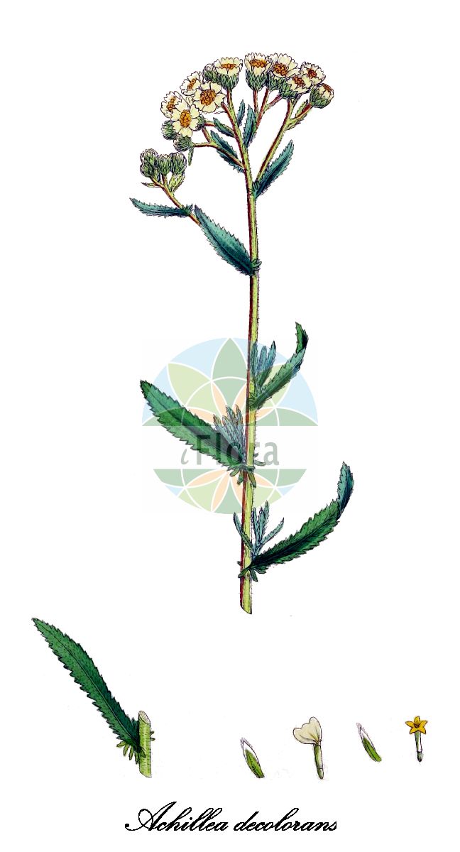 Historische Abbildung von Achillea decolorans. Das Bild zeigt Blatt, Bluete, Frucht und Same. ---- Historical Drawing of Achillea decolorans. The image is showing leaf, flower, fruit and seed.(Achillea decolorans,Achillea,Schafgarbe,Yarrow,Asteraceae,Korbblütengewächse,Daisy family,Blatt,Bluete,Frucht,Same,leaf,flower,fruit,seed,Sowerby (1790-1813))