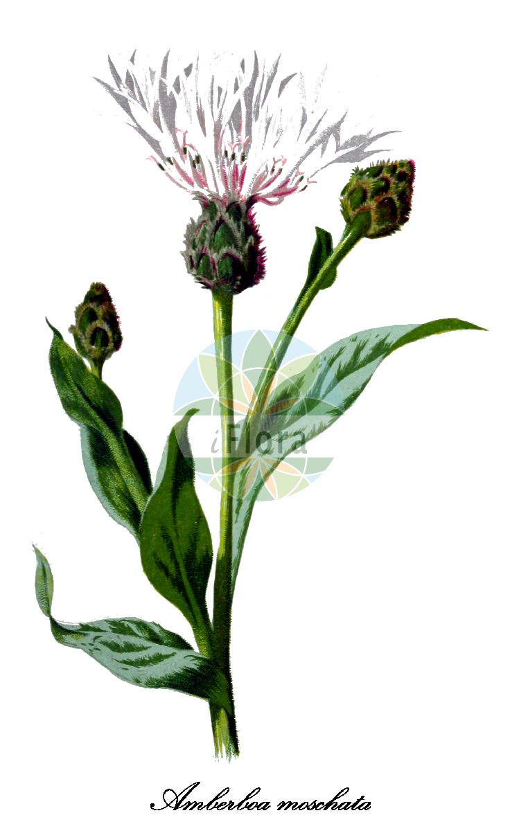 Historische Abbildung von Amberboa moschata (Duftende Bisamblume - Sweet-sultan). Das Bild zeigt Blatt, Bluete, Frucht und Same. ---- Historical Drawing of Amberboa moschata (Duftende Bisamblume - Sweet-sultan). The image is showing leaf, flower, fruit and seed.(Amberboa moschata,Duftende Bisamblume,Sweet-sultan,Centaurea moschata,Amberboa,Bisamblume,Asteraceae,Korbblütengewächse,Daisy family,Blatt,Bluete,Frucht,Same,leaf,flower,fruit,seed,Mc Donnald (1895))