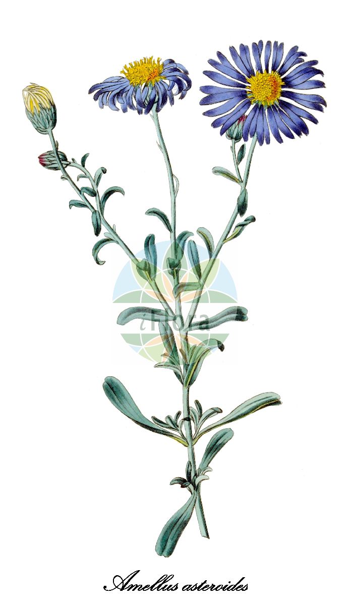 Historische Abbildung von Amellus asteroides. Das Bild zeigt Blatt, Bluete, Frucht und Same. ---- Historical Drawing of Amellus asteroides. The image is showing leaf, flower, fruit and seed.(Amellus asteroides,Amellus,Asteraceae,Korbblütengewächse,Daisy family,Blatt,Bluete,Frucht,Same,leaf,flower,fruit,seed,Botanical Register (1819f))