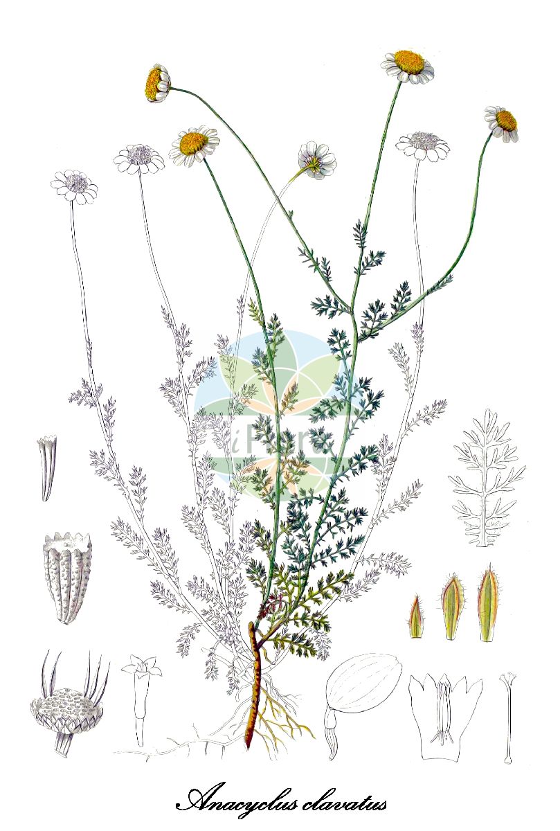 Historische Abbildung von Anacyclus clavatus (Bertramwurzel). Das Bild zeigt Blatt, Bluete, Frucht und Same. ---- Historical Drawing of Anacyclus clavatus (Bertramwurzel). The image is showing leaf, flower, fruit and seed.(Anacyclus clavatus,Bertramwurzel,Anacyclus capillifolius,Anacyclus tomentosus,Anthemis clavata,Anthemis pubescens,Keulen-Bertram,Anacyclus,Bertramwurzel,Asteraceae,Korbblütengewächse,Daisy family,Blatt,Bluete,Frucht,Same,leaf,flower,fruit,seed,Boissier (1839-1845))