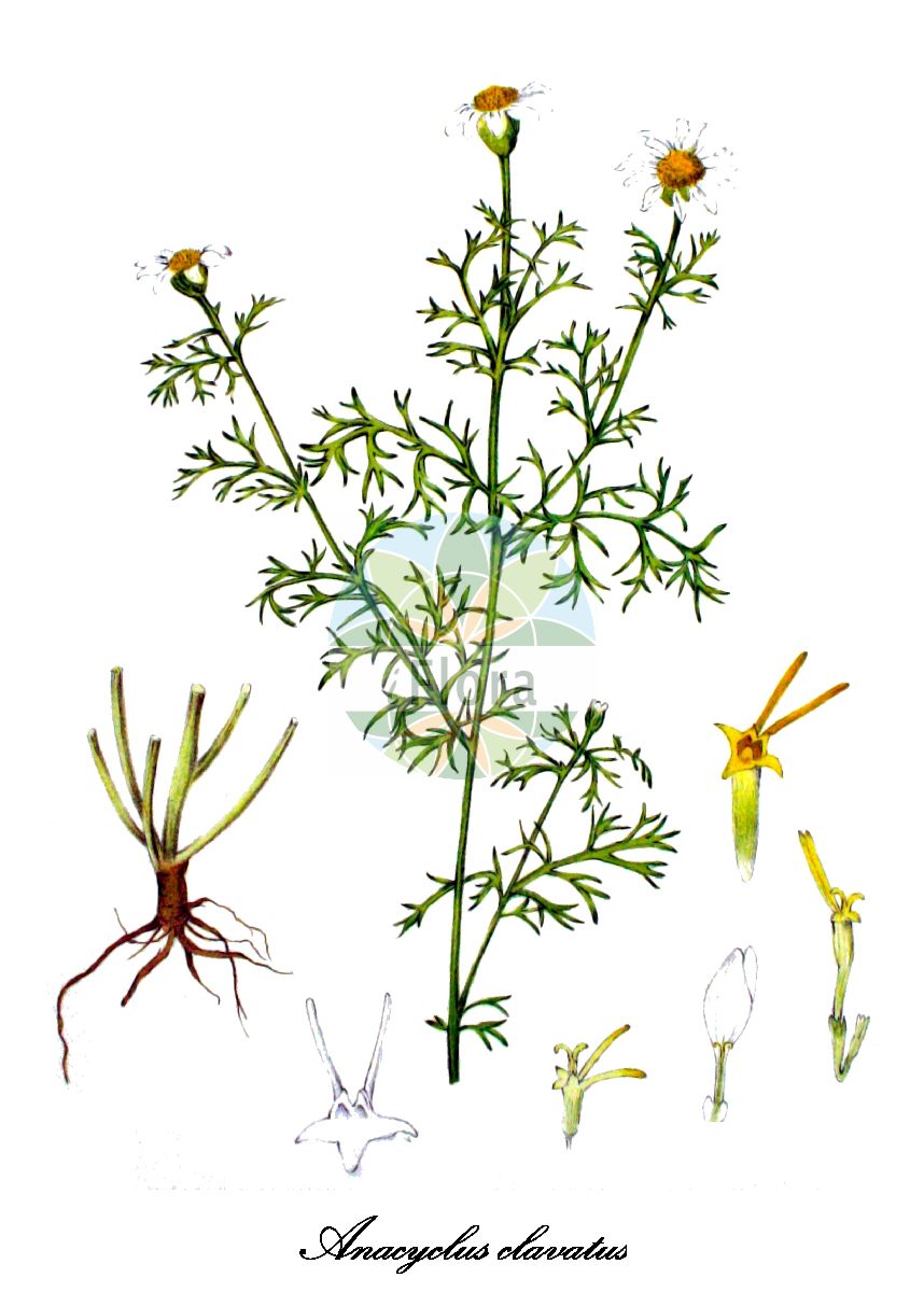 Historische Abbildung von Anacyclus clavatus (Bertramwurzel). Das Bild zeigt Blatt, Bluete, Frucht und Same. ---- Historical Drawing of Anacyclus clavatus (Bertramwurzel). The image is showing leaf, flower, fruit and seed.(Anacyclus clavatus,Bertramwurzel,Anacyclus capillifolius,Anacyclus tomentosus,Anthemis clavata,Anthemis pubescens,Keulen-Bertram,Anacyclus,Bertramwurzel,Asteraceae,Korbblütengewächse,Daisy family,Blatt,Bluete,Frucht,Same,leaf,flower,fruit,seed,Kops (1800-1934))