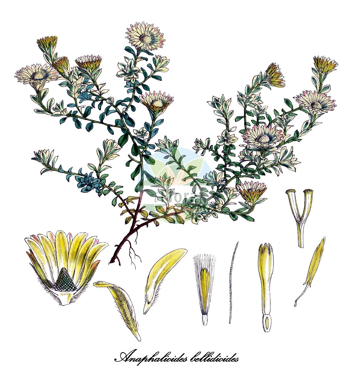 Historische Abbildung von Anaphalioides bellidioides (Gänseblümchen-Strohblume - New Zealand Everlastingflower). Das Bild zeigt Blatt, Bluete, Frucht und Same. ---- Historical Drawing of Anaphalioides bellidioides (Gänseblümchen-Strohblume - New Zealand Everlastingflower). The image is showing leaf, flower, fruit and seed.(Anaphalioides bellidioides,Gänseblümchen-Strohblume,New Zealand Everlastingflower,Helichrysum bellidioides,Xeranthemum bellidioides,Anaphalioides,Strohblume,Asteraceae,Korbblütengewächse,Daisy family,Blatt,Bluete,Frucht,Same,leaf,flower,fruit,seed,Hooker (1844-1860))