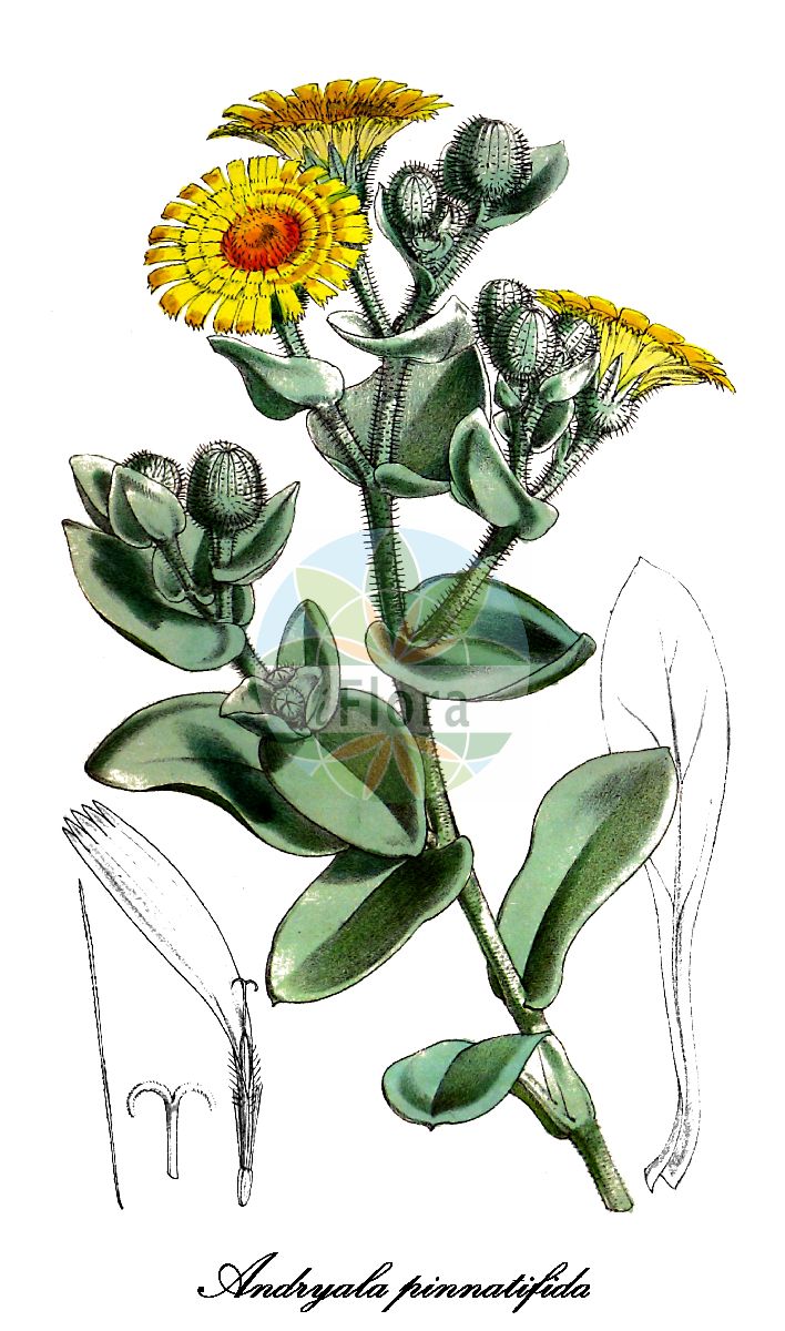 Historische Abbildung von Andryala pinnatifida. Das Bild zeigt Blatt, Bluete, Frucht und Same. ---- Historical Drawing of Andryala pinnatifida. The image is showing leaf, flower, fruit and seed.(Andryala pinnatifida,Andryala bourgeaui,Andryala canariensis,Andryala coronopifolia,Andryala,Glaspippau,Asteraceae,Korbblütengewächse,Daisy family,Blatt,Bluete,Frucht,Same,leaf,flower,fruit,seed,Fitch et al. (1880))