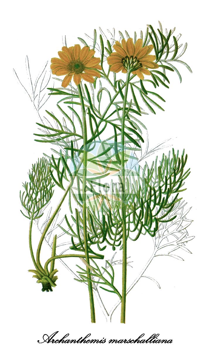 Historische Abbildung von Archanthemis marschalliana (Silber-Hundskamille). Das Bild zeigt Blatt, Bluete, Frucht und Same. ---- Historical Drawing of Archanthemis marschalliana (Silber-Hundskamille). The image is showing leaf, flower, fruit and seed.(Archanthemis marschalliana,Silber-Hundskamille,Anthemis biebersteiniana,Anthemis marschalliana,Chrysanthemum biebersteinianum,Archanthemis,Hundskamille,Asteraceae,Korbblütengewächse,Daisy family,Blatt,Bluete,Frucht,Same,leaf,flower,fruit,seed,Gartenflora (1878))