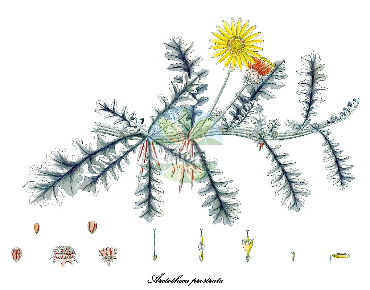 Historische Abbildung von Arctotheca prostrata. Das Bild zeigt Blatt, Bluete, Frucht und Same. ---- Historical Drawing of Arctotheca prostrata. The image is showing leaf, flower, fruit and seed.(Arctotheca prostrata,Arctotheca,Kaplöwenzahn,Capeweed,Asteraceae,Korbblütengewächse,Daisy family,Blatt,Bluete,Frucht,Same,leaf,flower,fruit,seed,Wendland & Schrader (1798-1801))