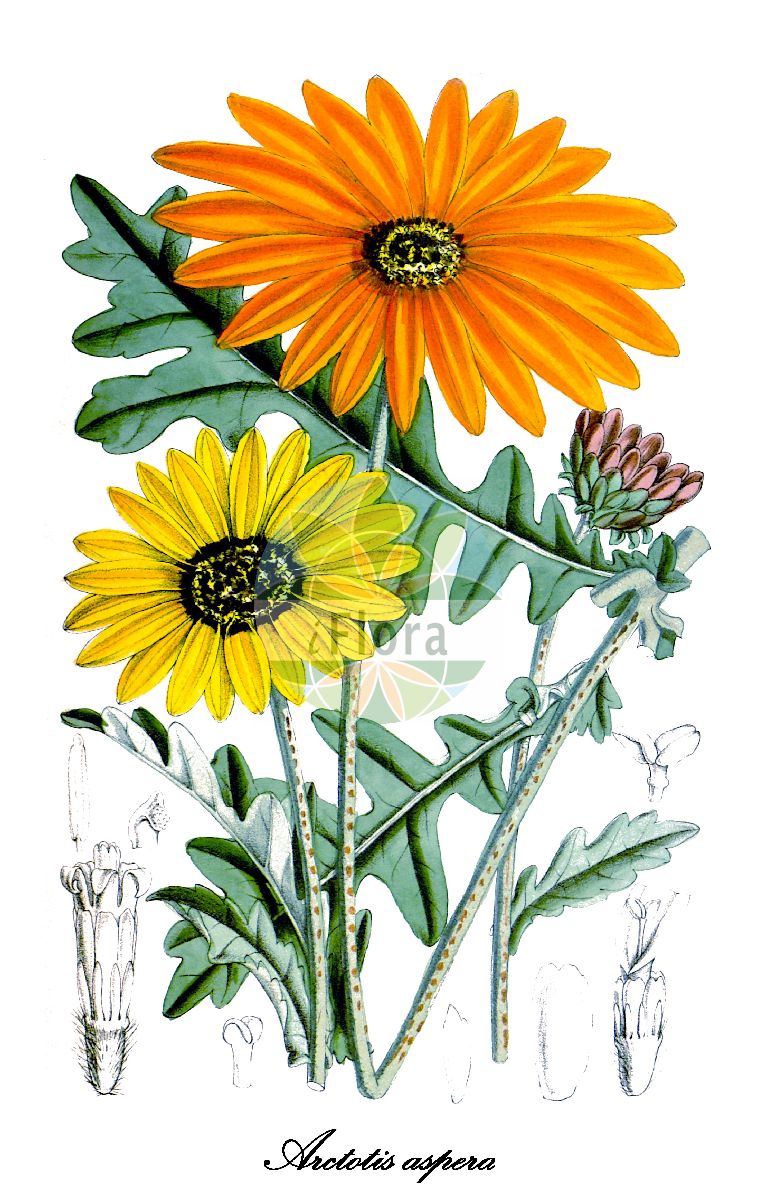 Historische Abbildung von Arctotis aspera. Das Bild zeigt Blatt, Bluete, Frucht und Same. ---- Historical Drawing of Arctotis aspera. The image is showing leaf, flower, fruit and seed.(Arctotis aspera,Arctotis,Bärenohr,African-daisy,Asteraceae,Korbblütengewächse,Daisy family,Blatt,Bluete,Frucht,Same,leaf,flower,fruit,seed,Curtis Botanical Magazine (1885))
