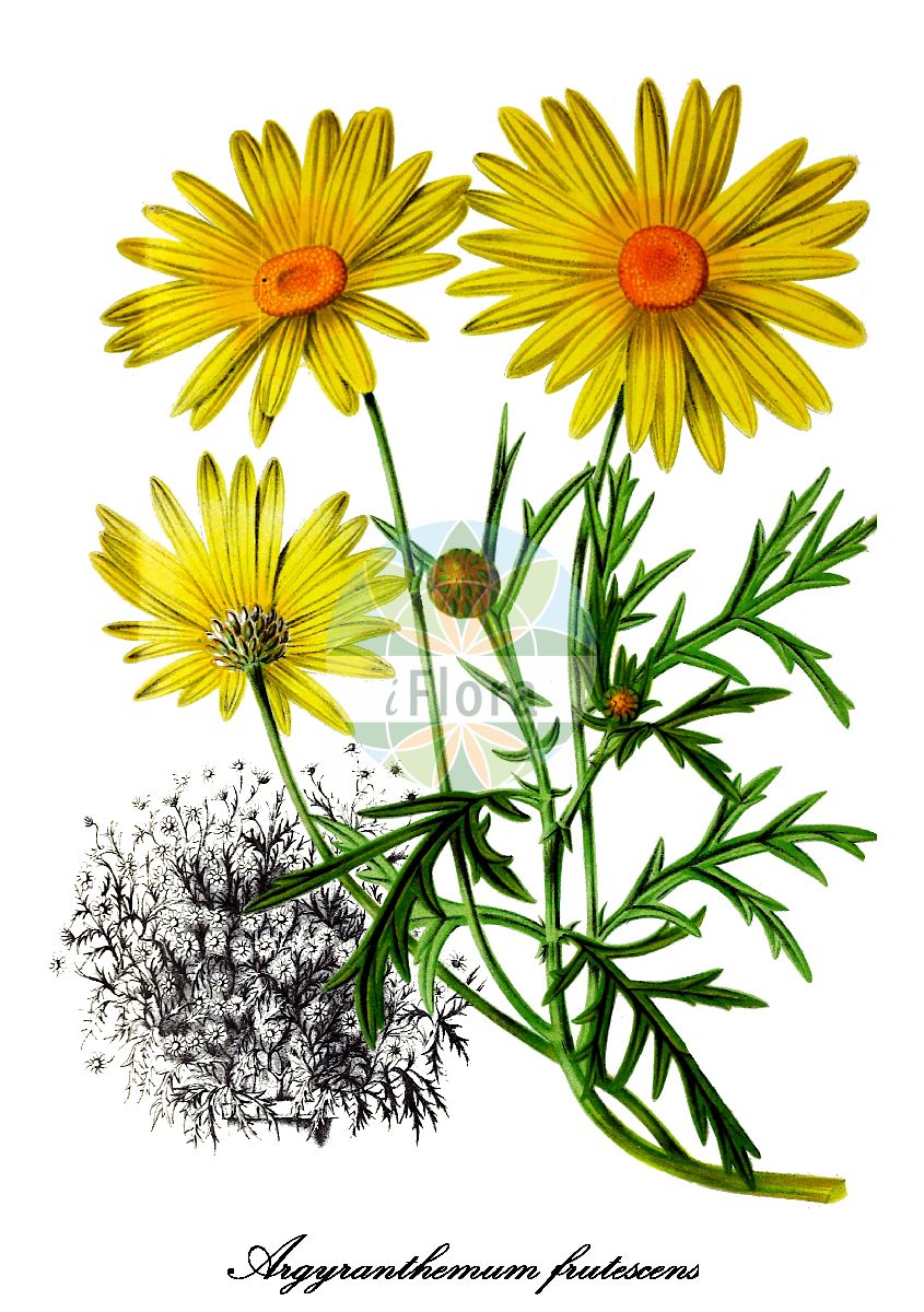 Historische Abbildung von Argyranthemum frutescens (Echte Strauchmargerite). Das Bild zeigt Blatt, Bluete, Frucht und Same. ---- Historical Drawing of Argyranthemum frutescens (Echte Strauchmargerite). The image is showing leaf, flower, fruit and seed.(Argyranthemum frutescens,Echte Strauchmargerite,Chrysanthemum frutescens,Pyrethrum frutescens,Gewoehnliche Strauchmargerite,Argyranthemum,Kanarenmargerite,Marguerite,Asteraceae,Korbblütengewächse,Daisy family,Blatt,Bluete,Frucht,Same,leaf,flower,fruit,seed,La Belgique horticole (1880))