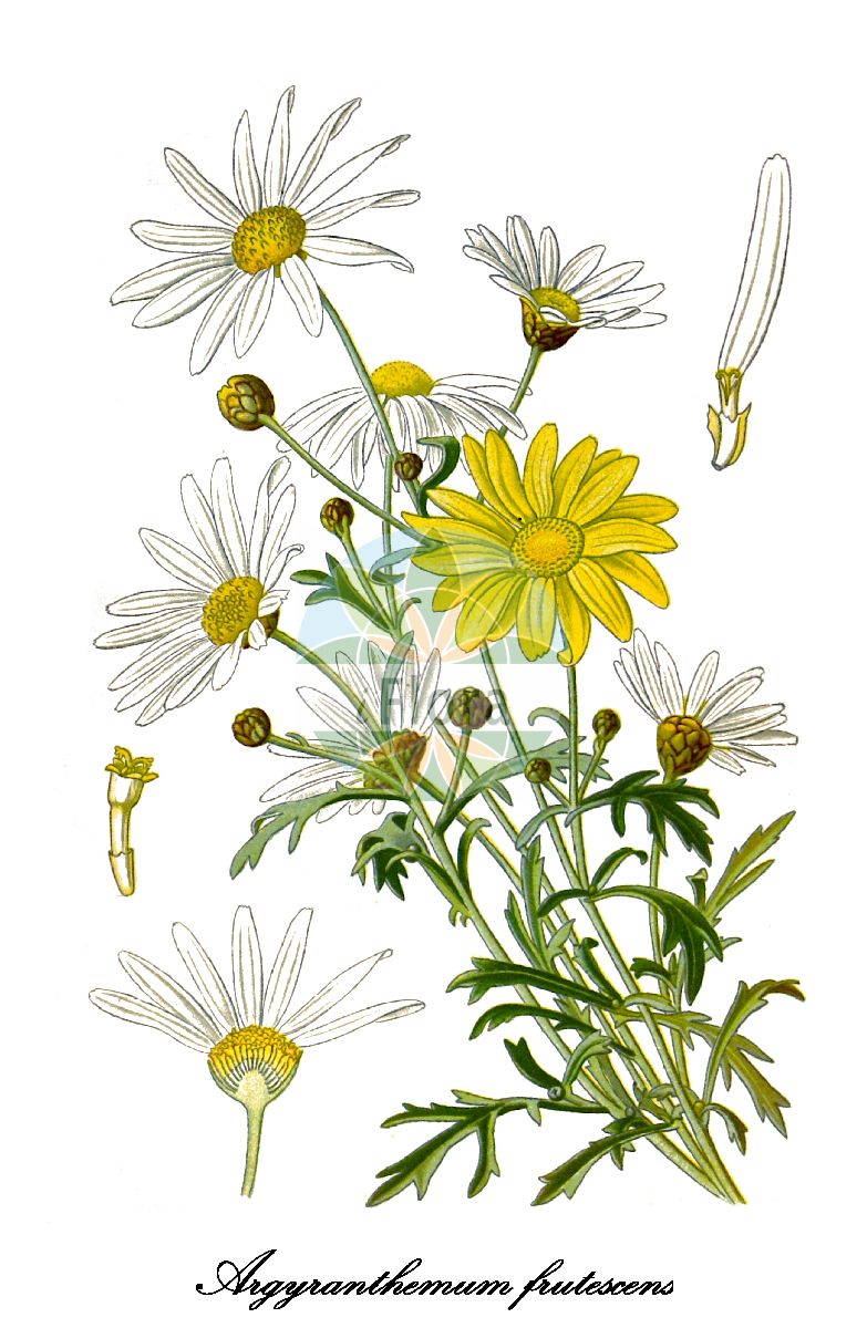 Historische Abbildung von Argyranthemum frutescens (Echte Strauchmargerite). Das Bild zeigt Blatt, Bluete, Frucht und Same. ---- Historical Drawing of Argyranthemum frutescens (Echte Strauchmargerite). The image is showing leaf, flower, fruit and seed.(Argyranthemum frutescens,Echte Strauchmargerite,Chrysanthemum frutescens,Pyrethrum frutescens,Gewoehnliche Strauchmargerite,Argyranthemum,Kanarenmargerite,Marguerite,Asteraceae,Korbblütengewächse,Daisy family,Blatt,Bluete,Frucht,Same,leaf,flower,fruit,seed,Step et al. (1896-1897))