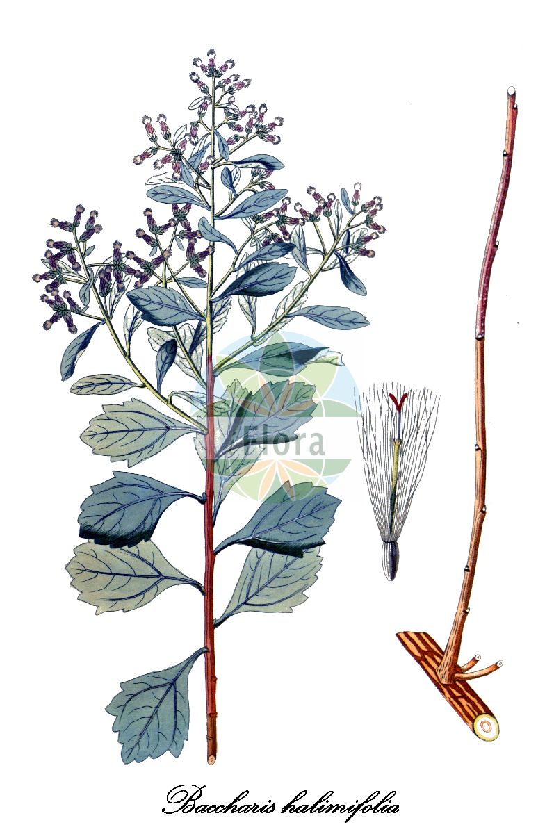 Historische Abbildung von Baccharis halimifolia (Kreuzstrauch - Sea-myrtle). Das Bild zeigt Blatt, Bluete, Frucht und Same. ---- Historical Drawing of Baccharis halimifolia (Kreuzstrauch - Sea-myrtle). The image is showing leaf, flower, fruit and seed.(Baccharis halimifolia,Kreuzstrauch,Sea-myrtle,Baccharis,Kreuzstrauch,Groundsel-tree,Asteraceae,Korbblütengewächse,Daisy family,Blatt,Bluete,Frucht,Same,leaf,flower,fruit,seed,Krauss (1802ff))