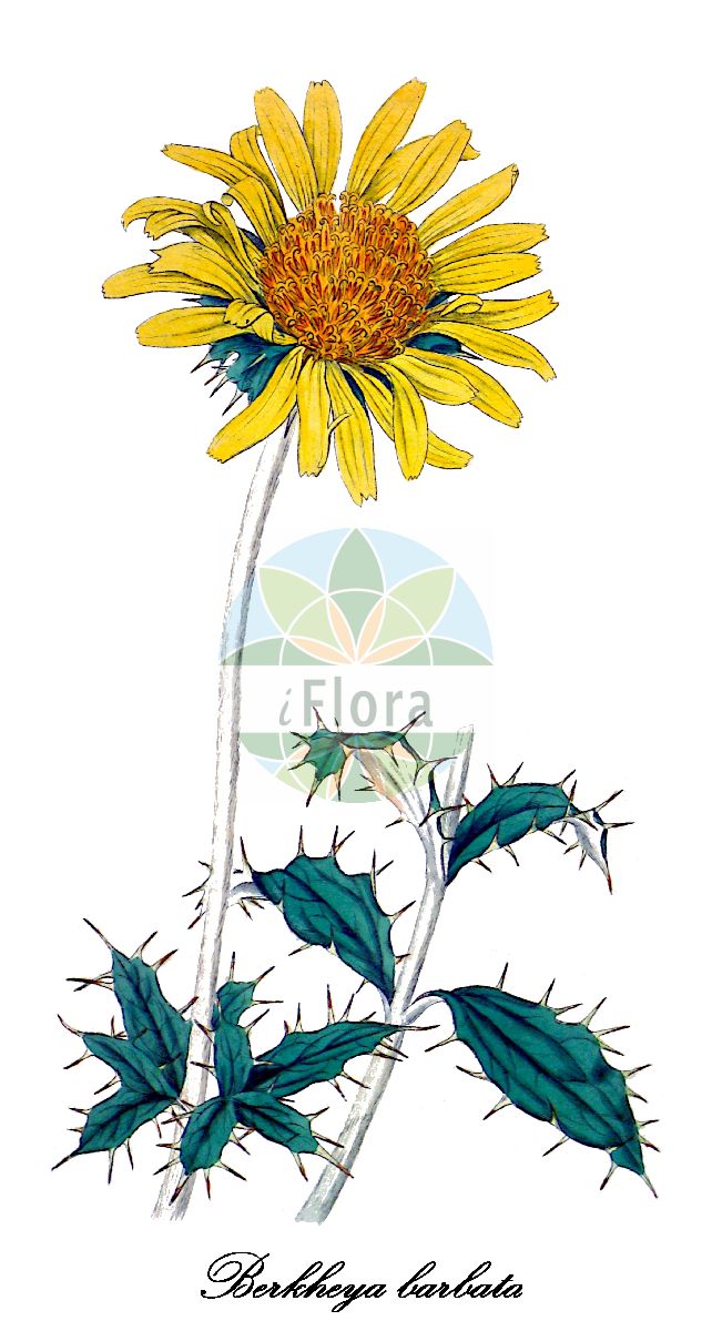 Historische Abbildung von Berkheya barbata. Das Bild zeigt Blatt, Bluete, Frucht und Same. ---- Historical Drawing of Berkheya barbata. The image is showing leaf, flower, fruit and seed.(Berkheya barbata,Berkheya,Asteraceae,Korbblütengewächse,Daisy family,Blatt,Bluete,Frucht,Same,leaf,flower,fruit,seed,Curtis Botanical Magazine (1816))