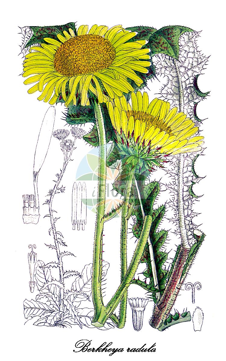 Historische Abbildung von Berkheya radula. Das Bild zeigt Blatt, Bluete, Frucht und Same. ---- Historical Drawing of Berkheya radula. The image is showing leaf, flower, fruit and seed.(Berkheya radula,Berkheya,Asteraceae,Korbblütengewächse,Daisy family,Blatt,Bluete,Frucht,Same,leaf,flower,fruit,seed,Curtis Botanical Magazine (1897))