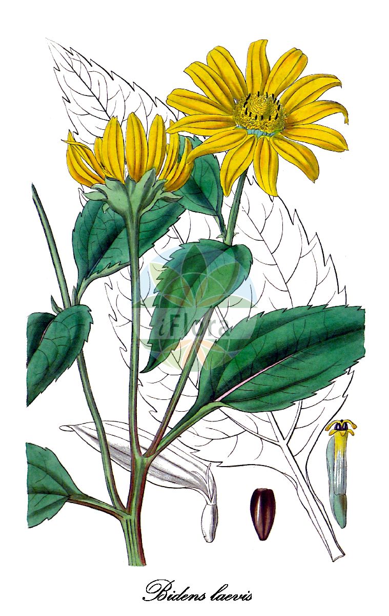 Historische Abbildung von Bidens laevis. Das Bild zeigt Blatt, Bluete, Frucht und Same. ---- Historical Drawing of Bidens laevis. The image is showing leaf, flower, fruit and seed.(Bidens laevis,Bidens chrysanthemoides,Coreopsis perfoliata,Helianthus laevis,Bidens,Zweizahn,Beggar-ticks,Asteraceae,Korbblütengewächse,Daisy family,Blatt,Bluete,Frucht,Same,leaf,flower,fruit,seed,Curtis Botanical Magazine (1834))