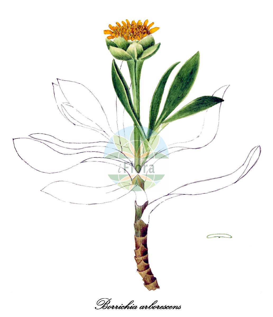 Historische Abbildung von Borrichia arborescens. Das Bild zeigt Blatt, Bluete, Frucht und Same. ---- Historical Drawing of Borrichia arborescens. The image is showing leaf, flower, fruit and seed.(Borrichia arborescens,Borrichia,Sea oxeye daisy,Asteraceae,Korbblütengewächse,Daisy family,Blatt,Bluete,Frucht,Same,leaf,flower,fruit,seed,Sharp (1892-1903))