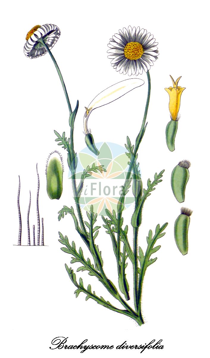 Historische Abbildung von Brachyscome diversifolia (Verschiedenblättrige Brachyskome). Das Bild zeigt Blatt, Bluete, Frucht und Same. ---- Historical Drawing of Brachyscome diversifolia (Verschiedenblättrige Brachyskome). The image is showing leaf, flower, fruit and seed.(Brachyscome diversifolia,Verschiedenblättrige Brachyskome,Brachyscome,Blaues Gänseblümchen,Asteraceae,Korbblütengewächse,Daisy family,Blatt,Bluete,Frucht,Same,leaf,flower,fruit,seed,Hooker (1823-1827))