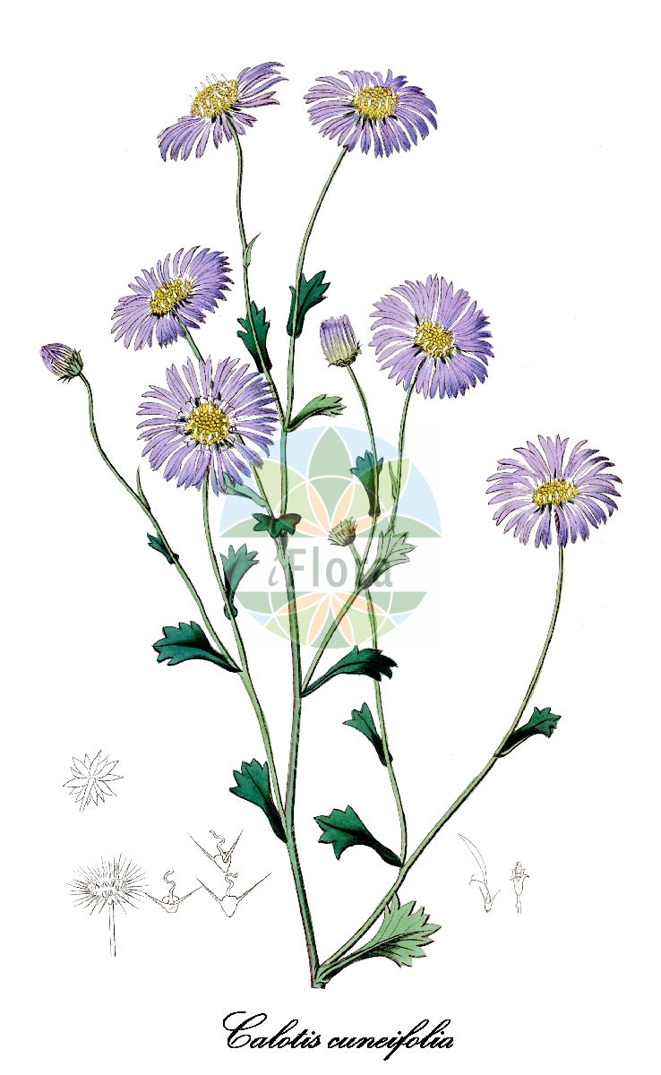 Historische Abbildung von Calotis cuneifolia. Das Bild zeigt Blatt, Bluete, Frucht und Same. ---- Historical Drawing of Calotis cuneifolia. The image is showing leaf, flower, fruit and seed.(Calotis cuneifolia,Calotis,Asteraceae,Korbblütengewächse,Daisy family,Blatt,Bluete,Frucht,Same,leaf,flower,fruit,seed,Botanical Register (1819f))
