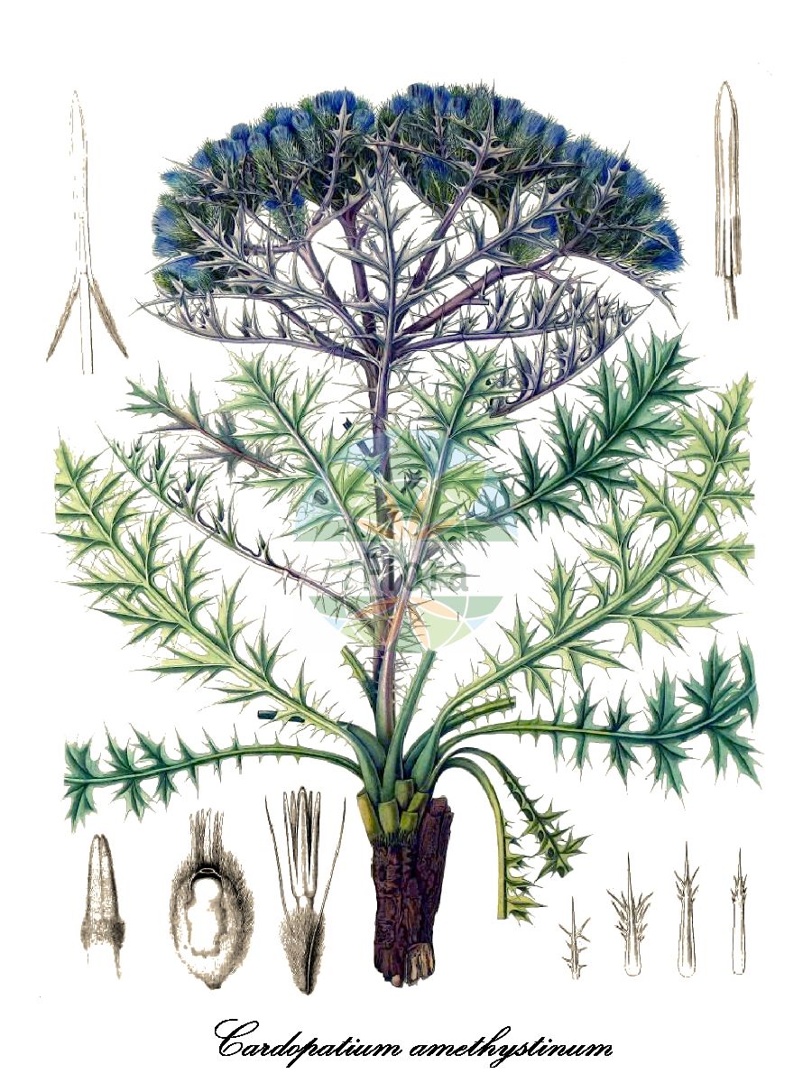 Historische Abbildung von Cardopatium amethystinum. Das Bild zeigt Blatt, Bluete, Frucht und Same. ---- Historical Drawing of Cardopatium amethystinum. The image is showing leaf, flower, fruit and seed.(Cardopatium amethystinum,Brotera amethystina,Cardopatium,Asteraceae,Korbblütengewächse,Daisy family,Blatt,Bluete,Frucht,Same,leaf,flower,fruit,seed,Durieu de Maisonneuve & Bory de Saint-Vincent (1849))