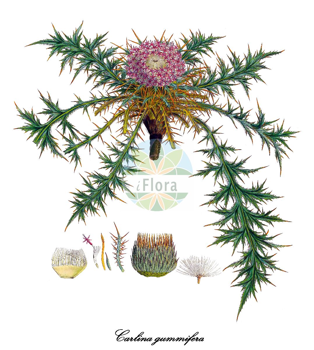 Historische Abbildung von Carlina gummifera. Das Bild zeigt Blatt, Bluete, Frucht und Same. ---- Historical Drawing of Carlina gummifera. The image is showing leaf, flower, fruit and seed.(Carlina gummifera,Atractylis gummifera,Atractylis macrocephala,Carlina fontanesii,Carlina macrocephala,Chamaeleon gummifer,Chamaeleon megacephalus,Carlina,Eberwurz,Carline-thistle,Asteraceae,Korbblütengewächse,Daisy family,Blatt,Bluete,Frucht,Same,leaf,flower,fruit,seed,Sibthorp & Smith (1806-1840))