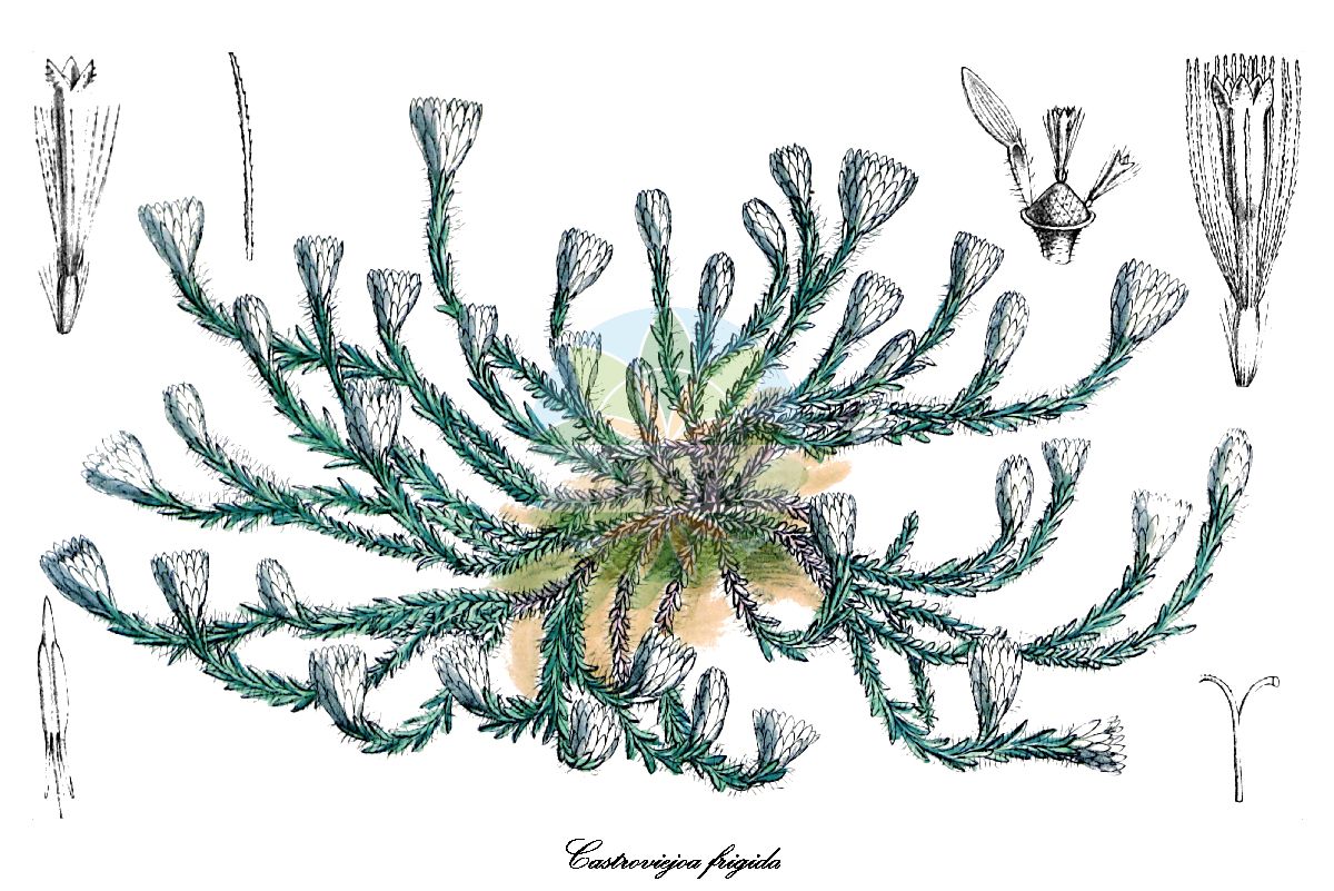 Historische Abbildung von Castroviejoa frigida (Edelweiß). Das Bild zeigt Blatt, Bluete, Frucht und Same. ---- Historical Drawing of Castroviejoa frigida (Edelweiß). The image is showing leaf, flower, fruit and seed.(Castroviejoa frigida,Edelweiß,Helichrysum frigidum,Virginea frigida,Xeranthemum frigidum,Castroviejoa,Edelweiß,Asteraceae,Korbblütengewächse,Daisy family,Blatt,Bluete,Frucht,Same,leaf,flower,fruit,seed,Curtis Botanical Magazine (1880))