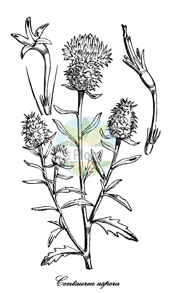 Historische Abbildung von Centaurea aspera (Rauhe Flockenblume - Rough Star-thistle). Das Bild zeigt Blatt, Bluete, Frucht und Same. ---- Historical Drawing of Centaurea aspera (Rauhe Flockenblume - Rough Star-thistle). The image is showing leaf, flower, fruit and seed.(Centaurea aspera,Rauhe Flockenblume,Rough Star-thistle,Alophium tenuifolium,Calcitrapa heterophylla,Calcitrapoides heterophylla,Centaurea alophium,Centaurea auriculata,Centaurea heterophylla,Centaurea isnardii,Centaurea praetermissa,Centaurea,Flockenblume,Basketflower,Asteraceae,Korbblütengewächse,Daisy family,Blatt,Bluete,Frucht,Same,leaf,flower,fruit,seed,Fitch et al. (1880))