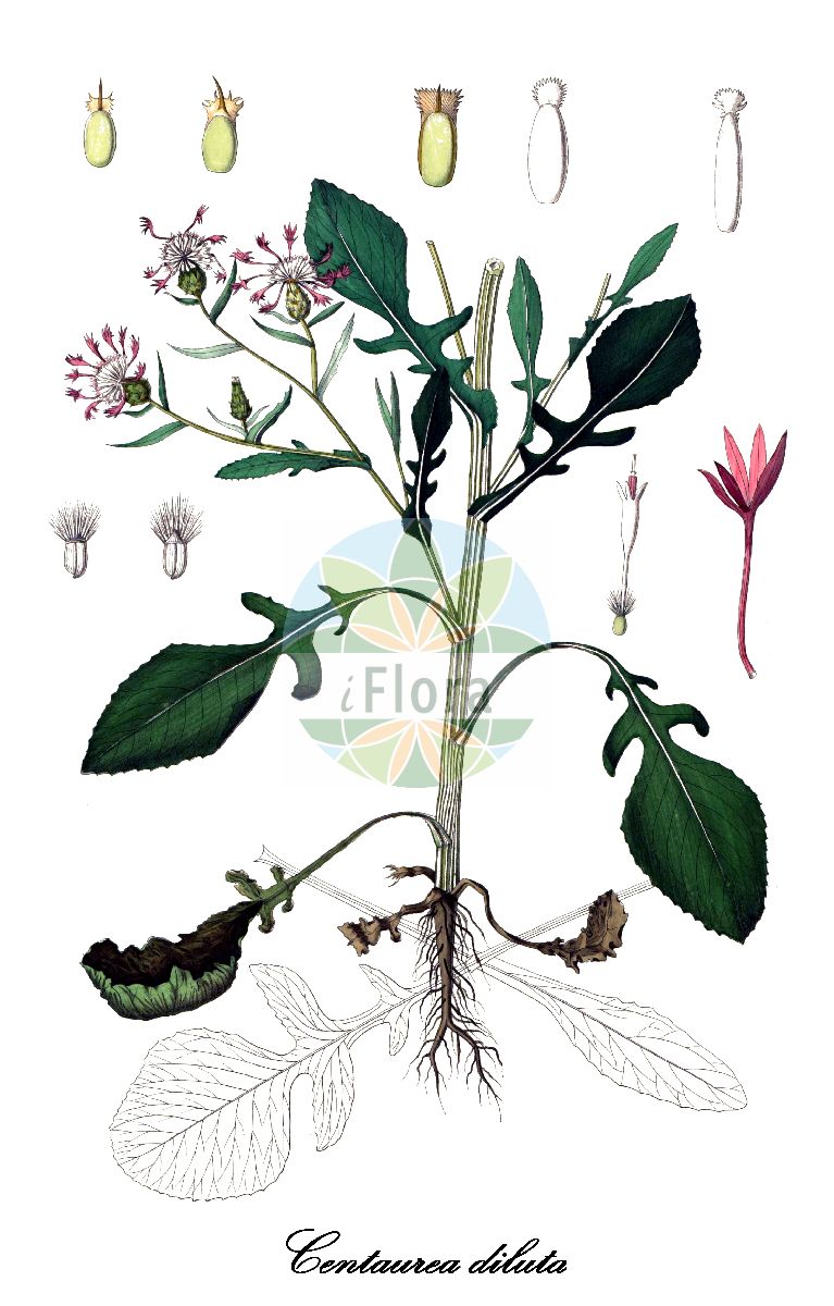 Historische Abbildung von Centaurea diluta (Trübe Flockenblume - Lesser Star-thistle). Das Bild zeigt Blatt, Bluete, Frucht und Same. ---- Historical Drawing of Centaurea diluta (Trübe Flockenblume - Lesser Star-thistle). The image is showing leaf, flower, fruit and seed.(Centaurea diluta,Trübe Flockenblume,Lesser Star-thistle,Calcitrapa diluta,Centaurea,Flockenblume,Basketflower,Asteraceae,Korbblütengewächse,Daisy family,Blatt,Bluete,Frucht,Same,leaf,flower,fruit,seed,Willkomm (1881-1885))